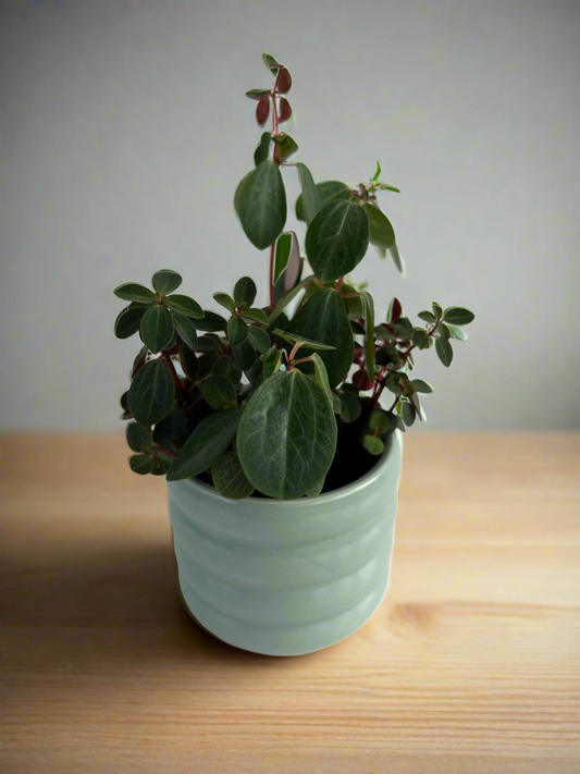 Blush pink coil pot 10cm with peperomia red log indoor plant