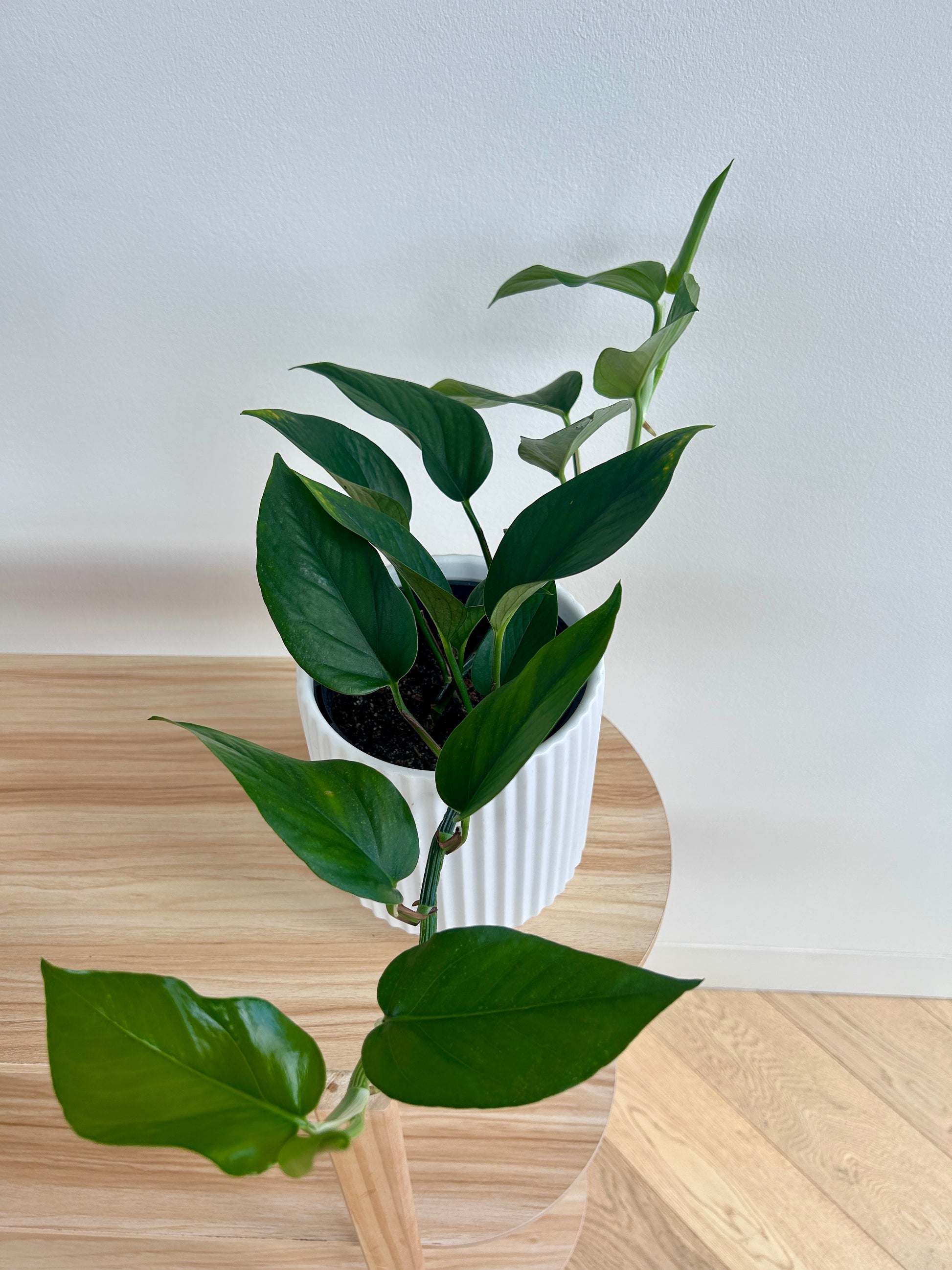 Devils Ivy (Epipremnum Aureum) 14cm Leaves