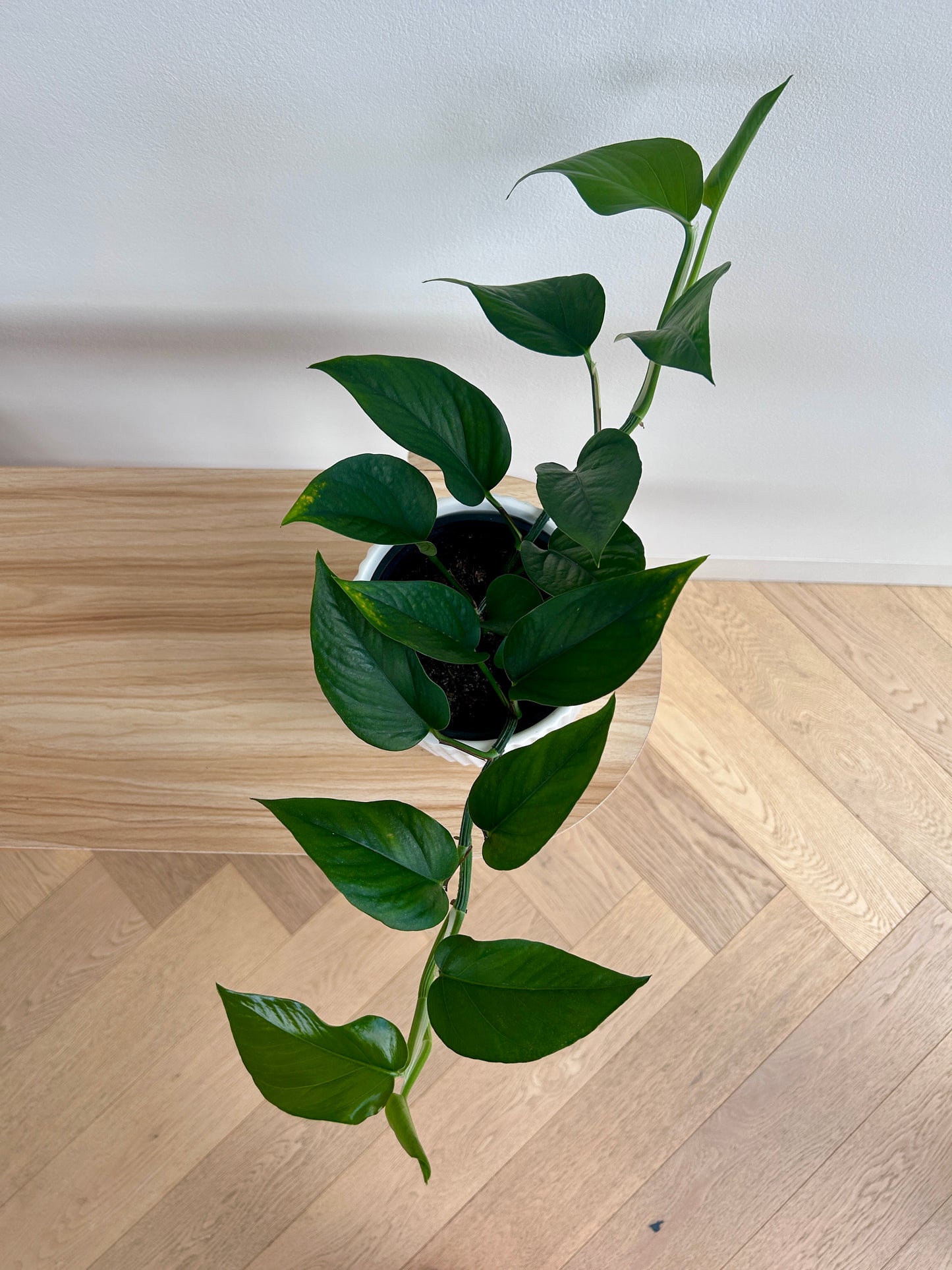 Devils Ivy (Epipremnum Aureum) 14cm Leaves