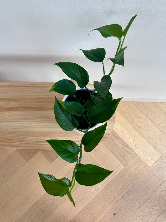 Devils Ivy (Epipremnum Aureum) 14cm Leaves