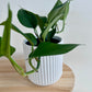 Devils Ivy (Epipremnum Aureum) 14cm in White Ribbed Ceramic Pot 14cm