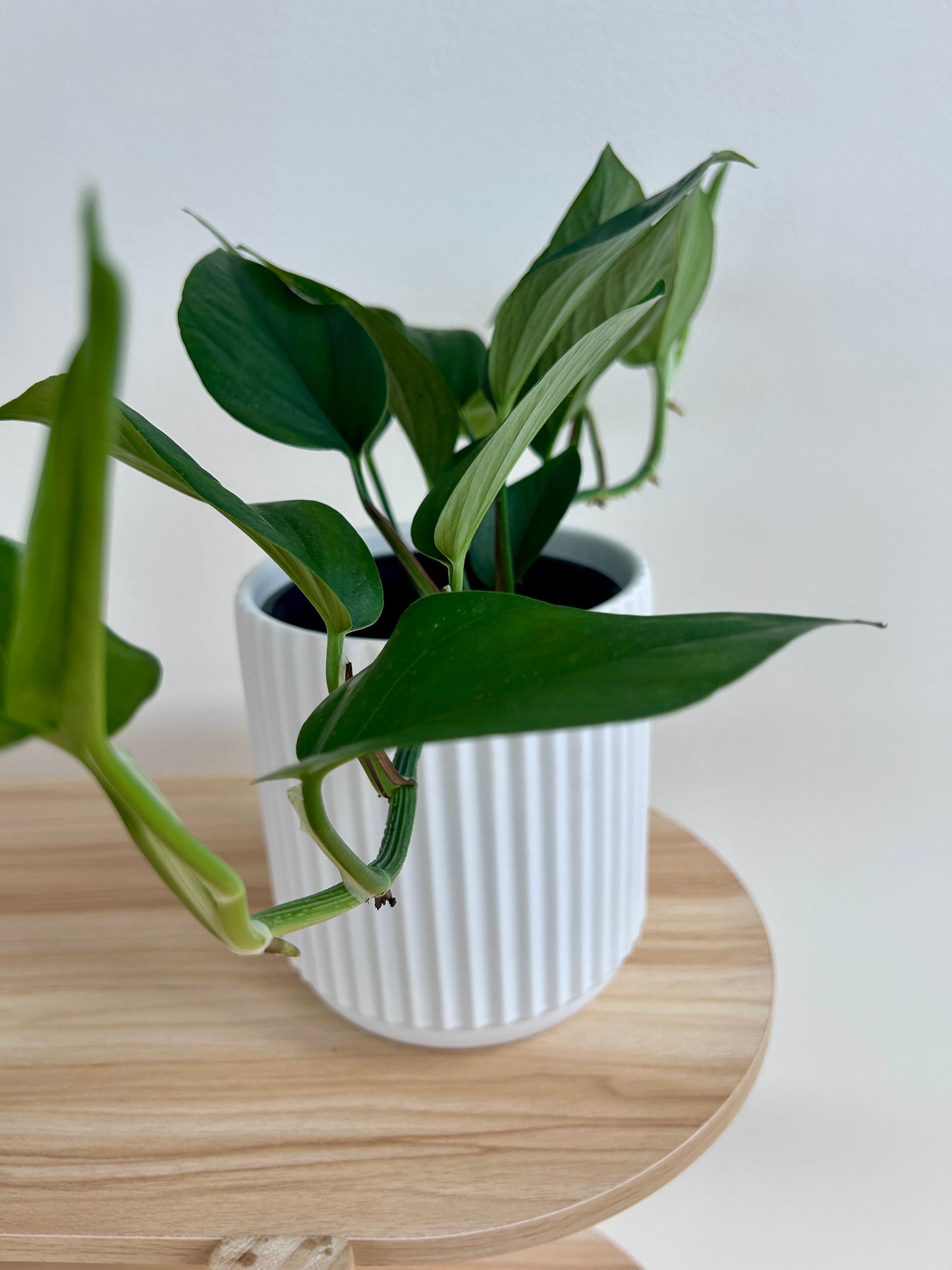 Devils Ivy (Epipremnum Aureum) 14cm in White Ribbed Ceramic Pot 14cm