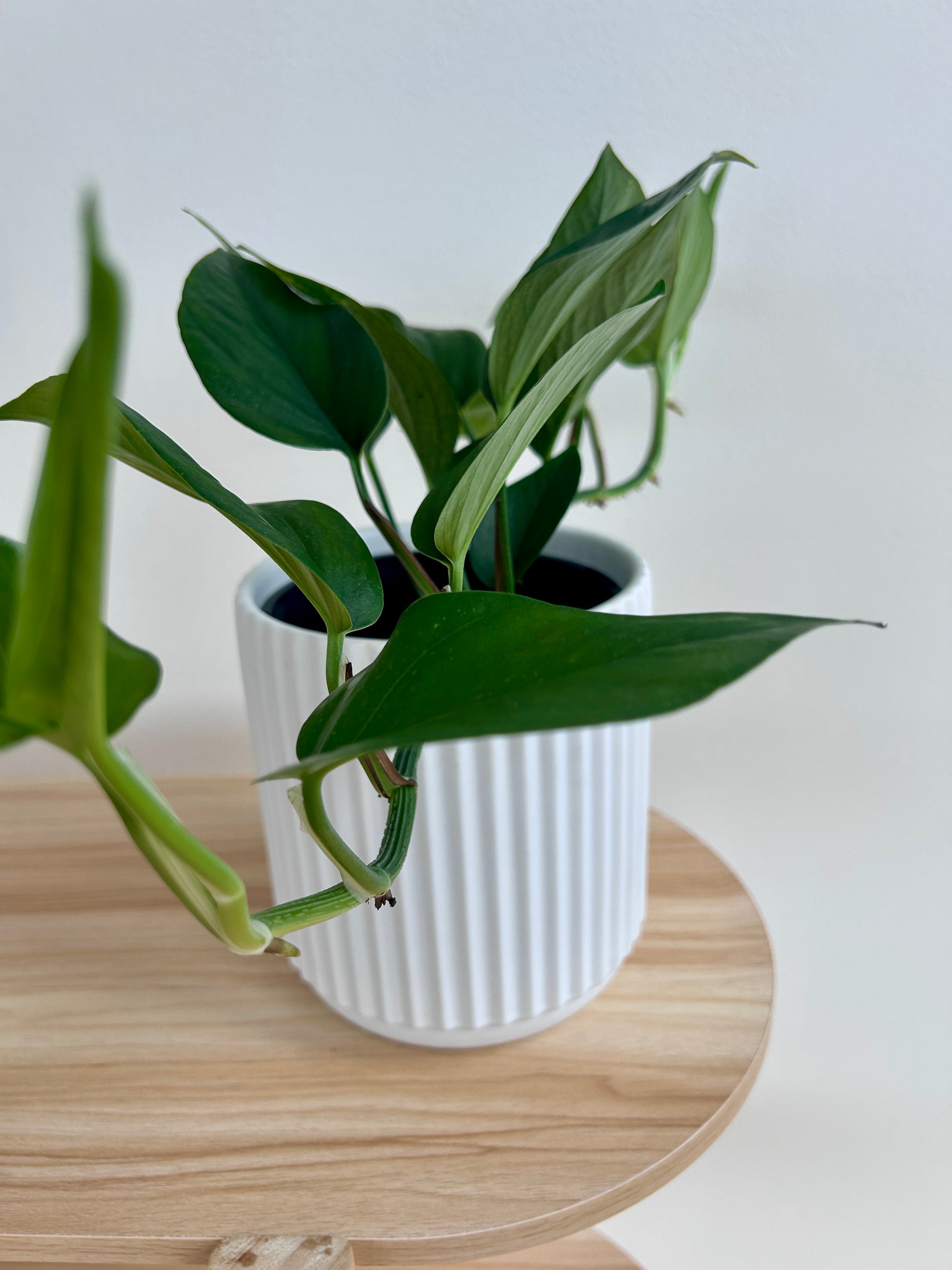 Devils Ivy (Epipremnum Aureum) 14cm in White Ribbed Ceramic Pot 14cm