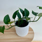 Devils Ivy (Epipremnum Aureum) 14cm in White Ribbed Ceramic Pot 14cm Trailing Plant