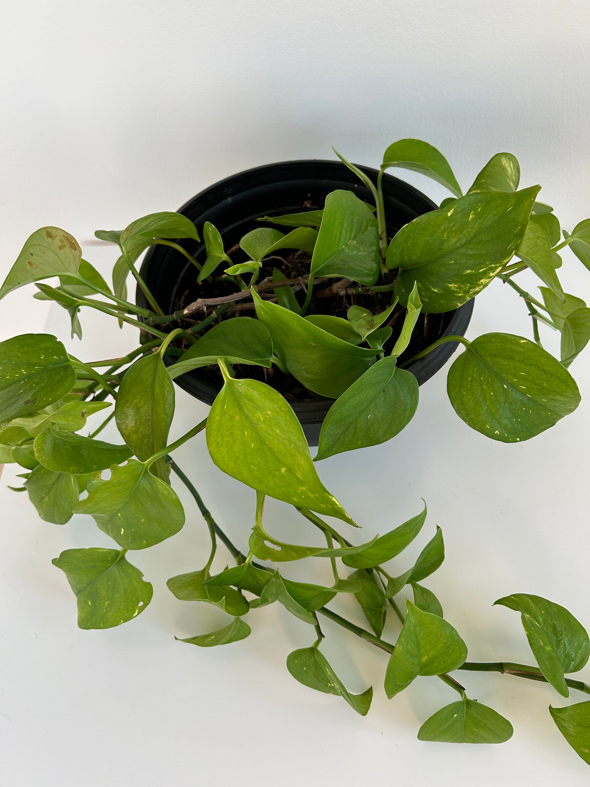 Devils Ivy Epipremnum Aureum Indoor Trailing Plant in 20cm basket