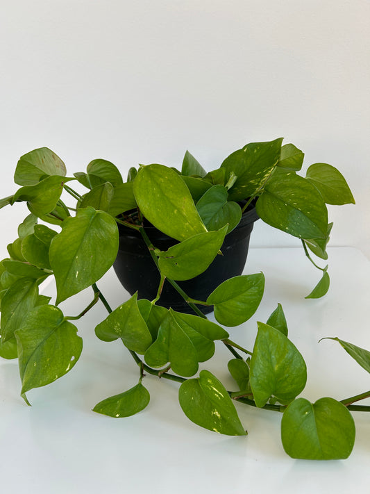 Devils Ivy Epipremnum Aureum Indoor Trailing Plant in 20cm basket