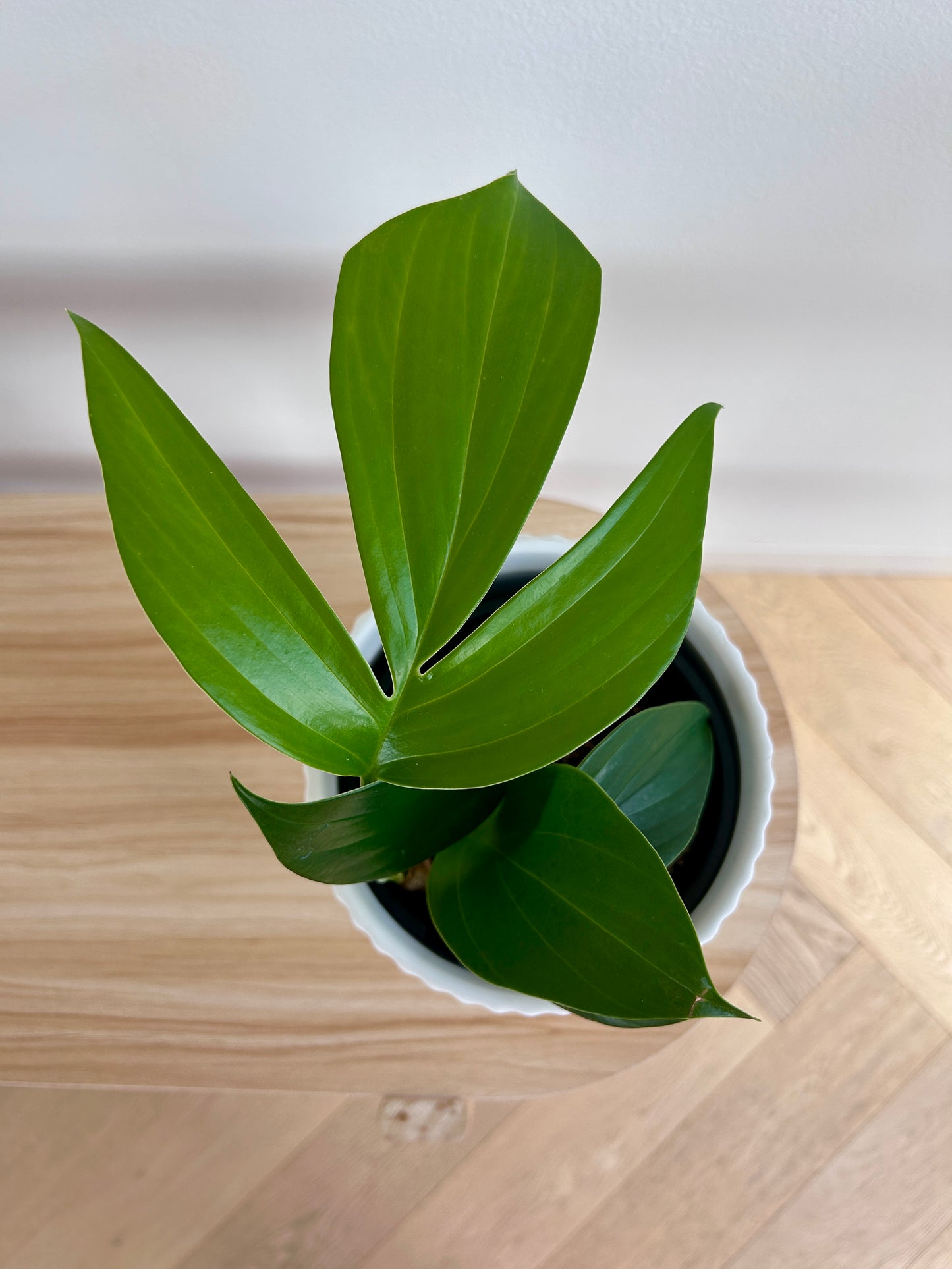 Dragons Tail (Epipremnum Pinnatum) Indoor Plant 14cm