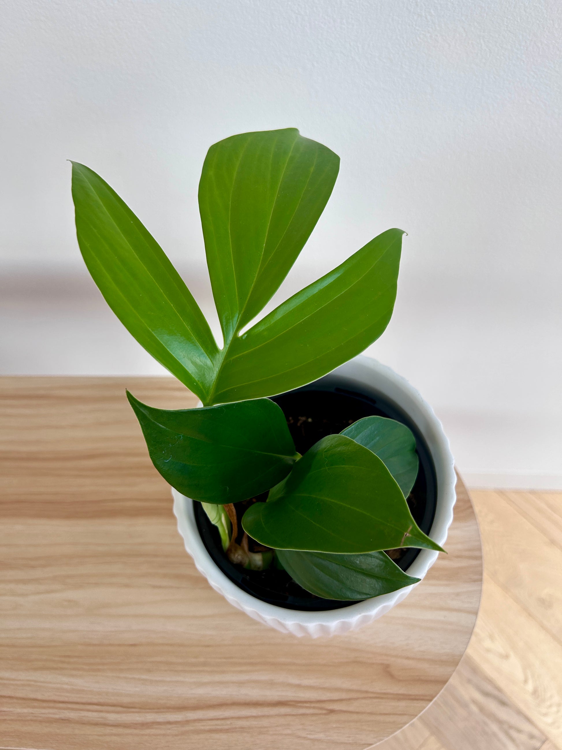 Dragons Tail (Epipremnum Pinnatum) Indoor Plant 14cm Split Leaves