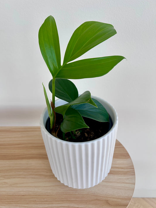 Dragons Tail Plant (Epipremnum Pinnatum) 14cm in White Ribbed Ceramic Pot Plant Decor