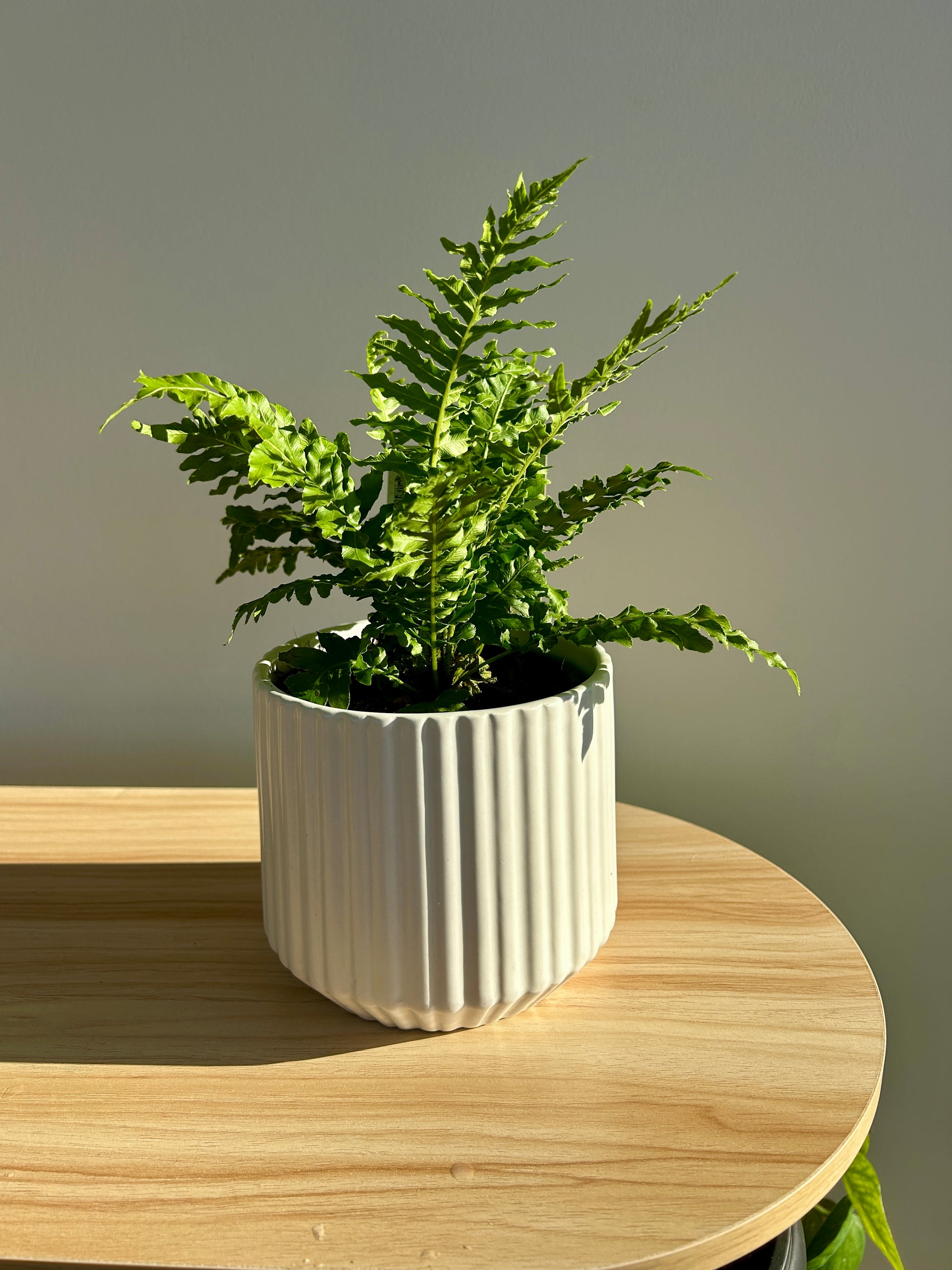 Dwarf Tree Fern (Blechnum Gibbum) 12cm in white ceramic pot in White Ceramic Pot