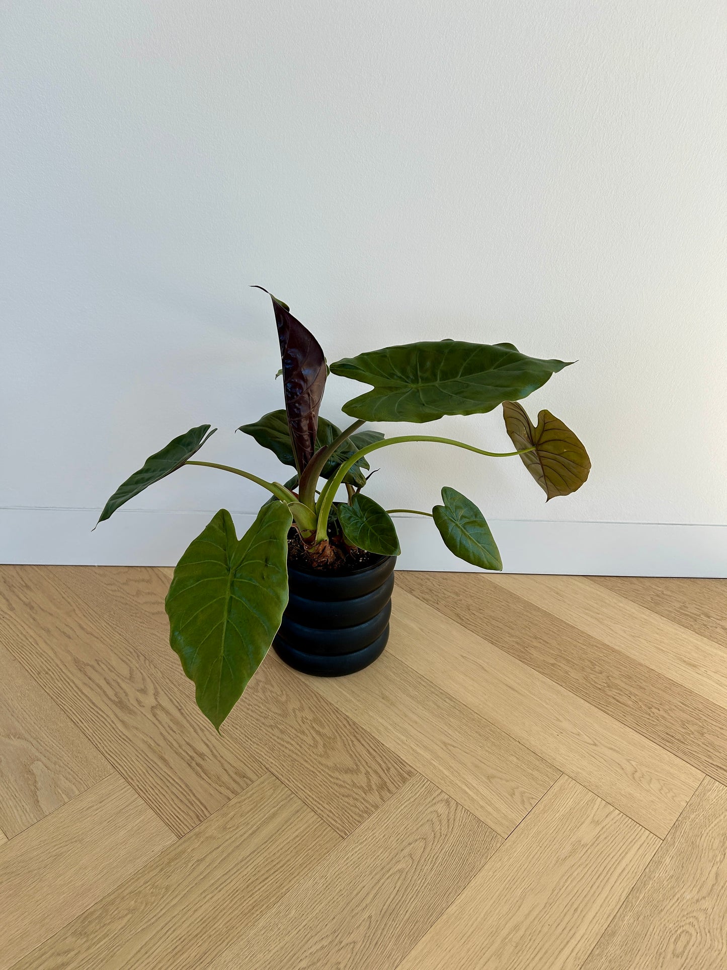 Alocasia Elephant Ear Indoor Plant in 18cm Pot