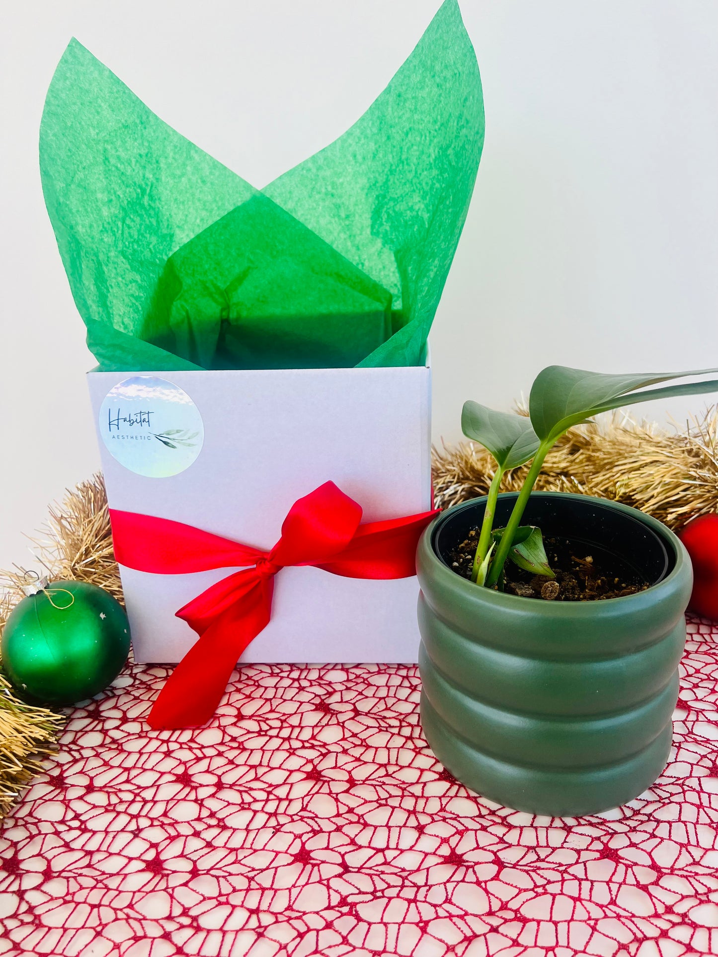 Epipremnum Pinnatum Indoor Plant in Green Ceramic Pot Christmas Gift Box