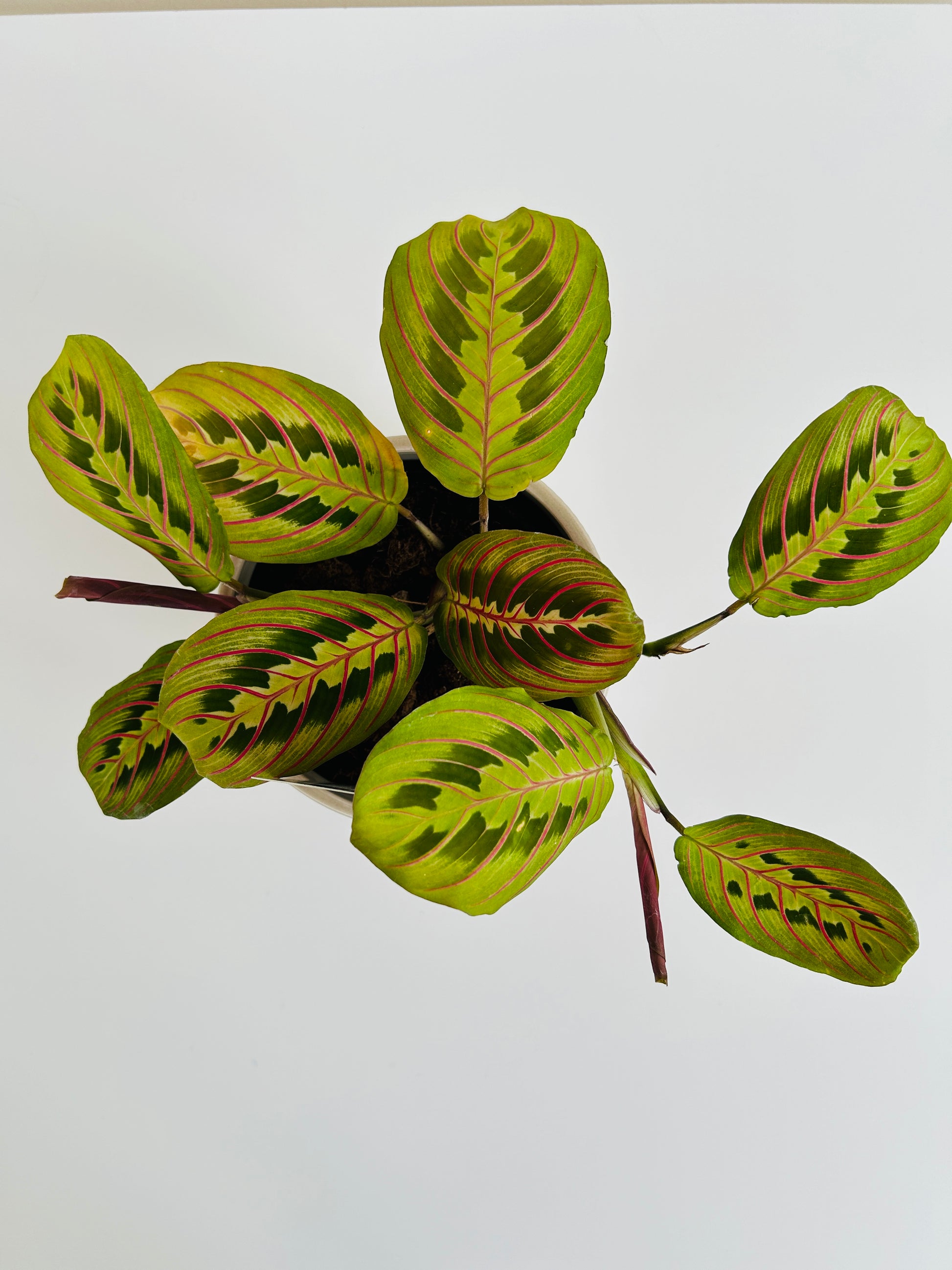 Prayer Plant Maranta Leuconeura 12cm