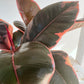 Ficus Elastica Ruby Rubber Indoor Plant 12cm leaves