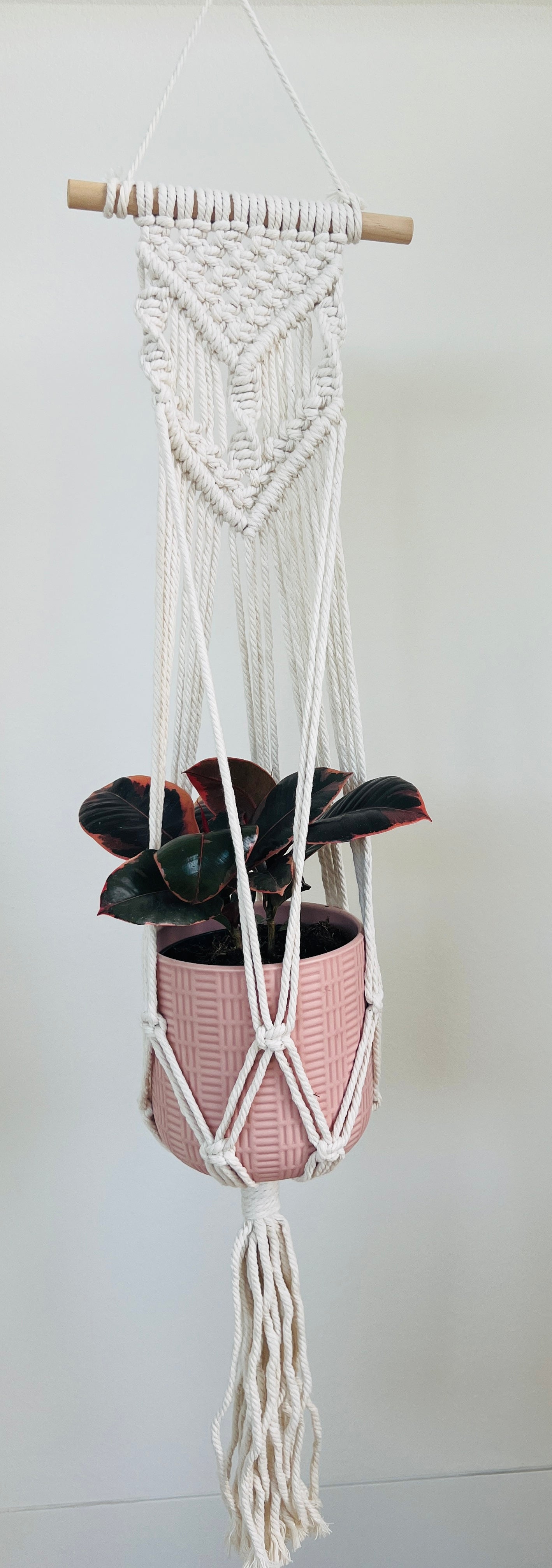 Ficus Elastica Ruby Rubber Indoor Plant 12cm in Pattern Ceramic Pot and Macramé