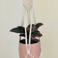 Ficus Elastica Ruby Rubber Indoor Plant 12cm in Pattern Ceramic Pot and Macramé