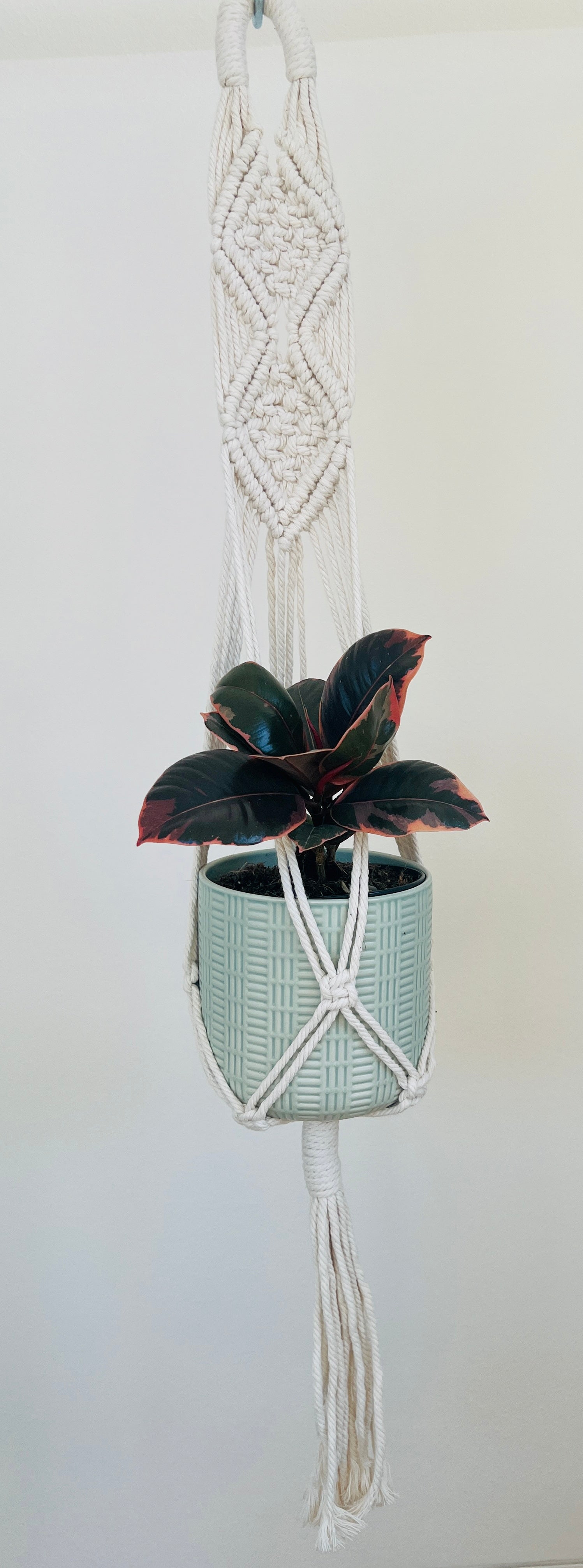 Ficus Elastica Ruby Rubber Indoor Plant 12cm in Pattern Ceramic Pot and Macramé