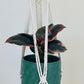 Ficus Elastica Ruby Rubber Indoor Plant 12cm in Pattern Ceramic Pot and Macramé