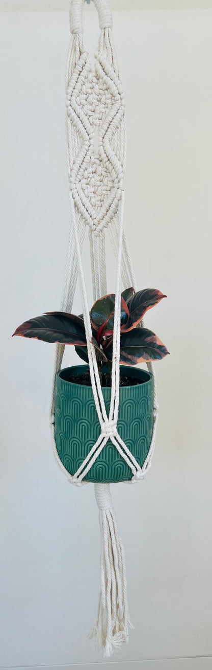 Ficus Elastica Ruby Rubber Indoor Plant 12cm in Pattern Ceramic Pot and Macramé