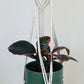 Ficus Elastica Ruby Rubber Indoor Plant 12cm in Pattern Ceramic Pot and Macramé