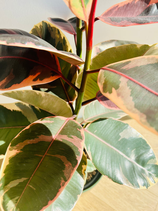 Ficus Elastica Ruby Rubber Indoor Plant 24cm
