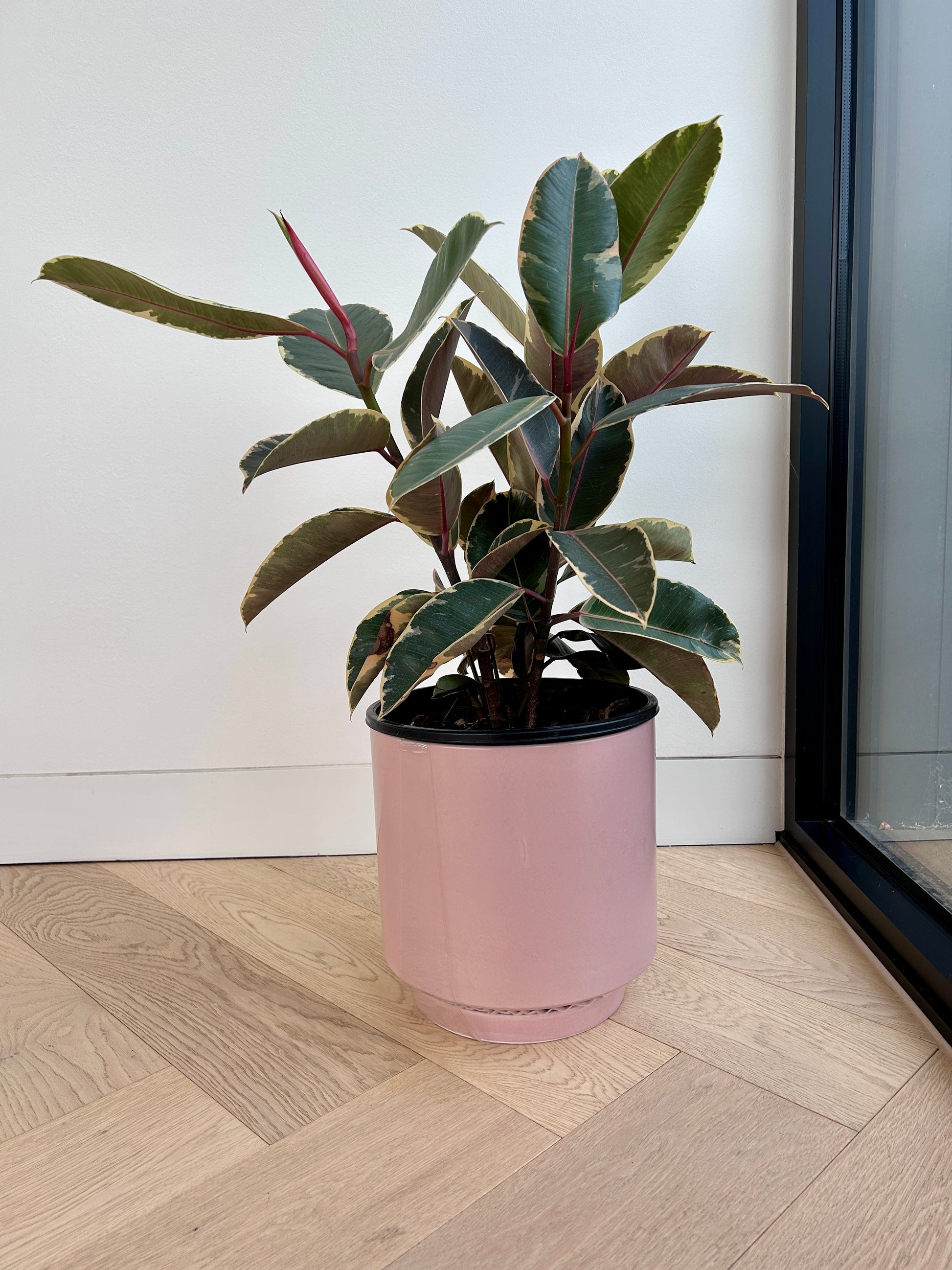 Ficus Elastica Ruby Rubber Plant 24cm in Blush Pink Ceramic Pot 24cm
