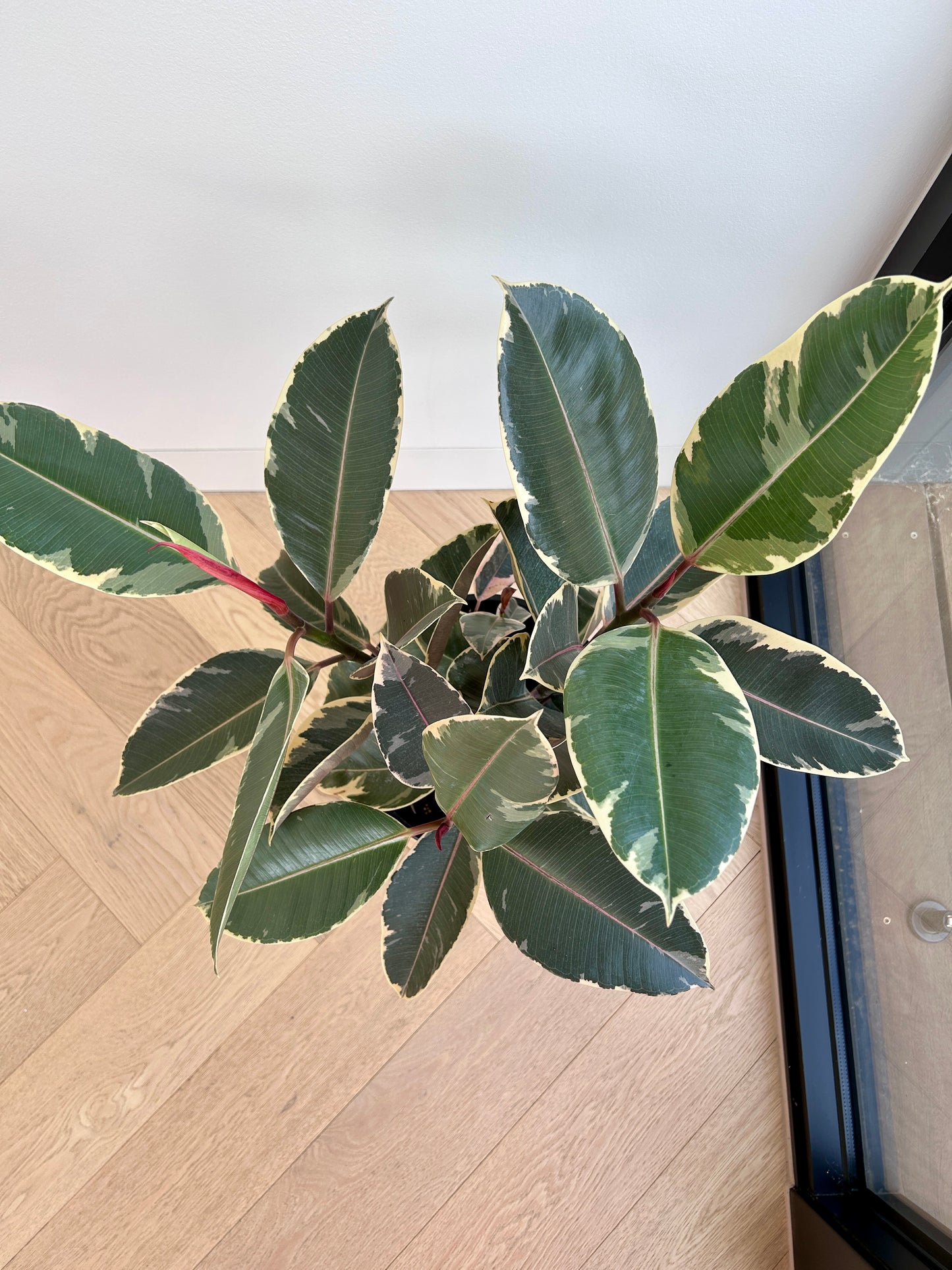 Ficus Elastica Ruby Rubber Plant 24cm in Blush Pink Ceramic Pot 24cm Variegated Leaves