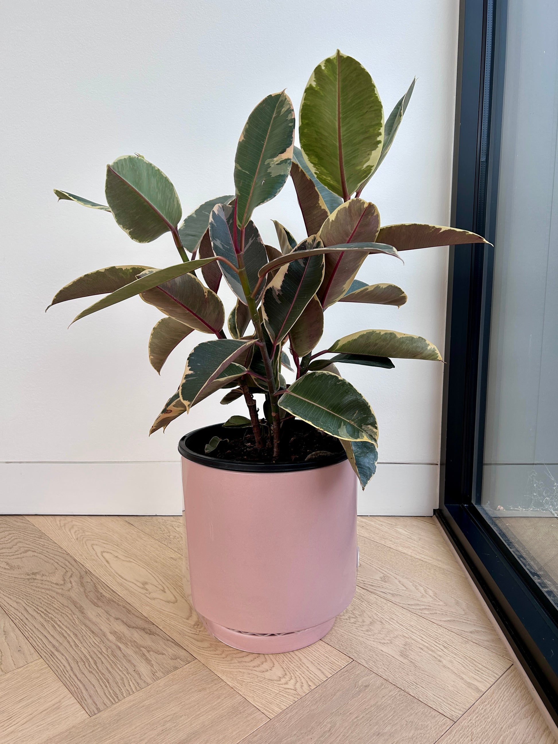 Ficus Elastica Ruby Rubber Plant 24cm in Blush Pink Ceramic Pot 24cm Variegated Leaves with Drip Tray