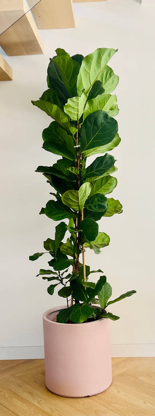Fiddle Leaf Fig Ficus Lyrata 40cm