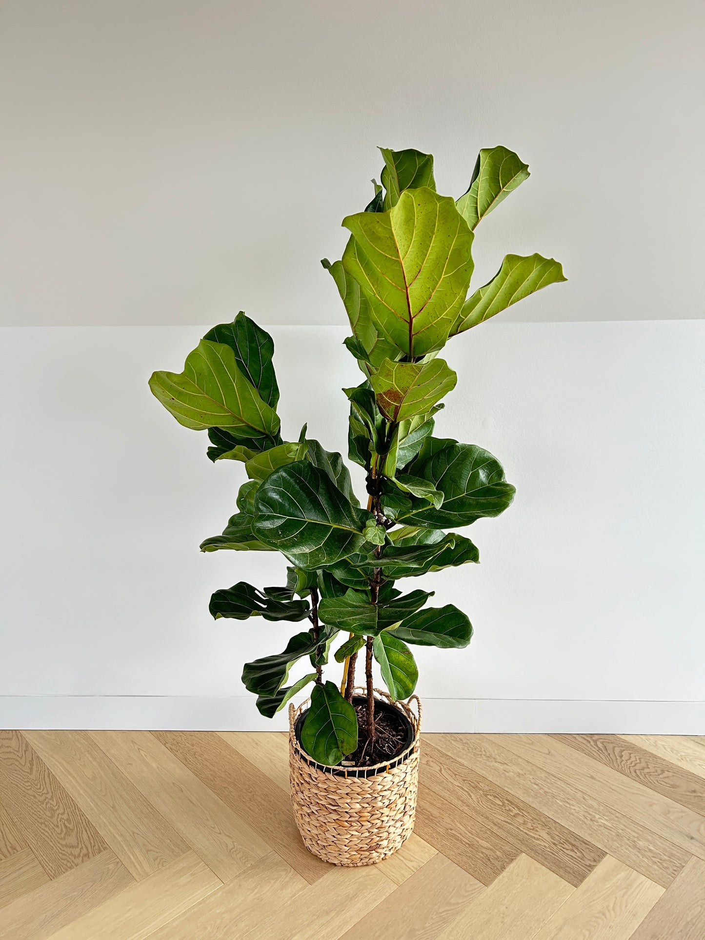 Fiddle leaf fig Fycus Lyrata large indoor plant 30cm pot