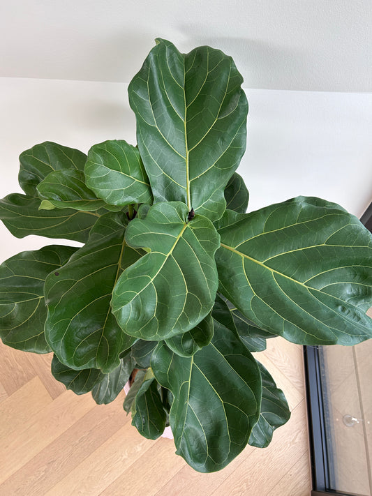 Fiddle leaf fig Ficus Lyrata 30cm