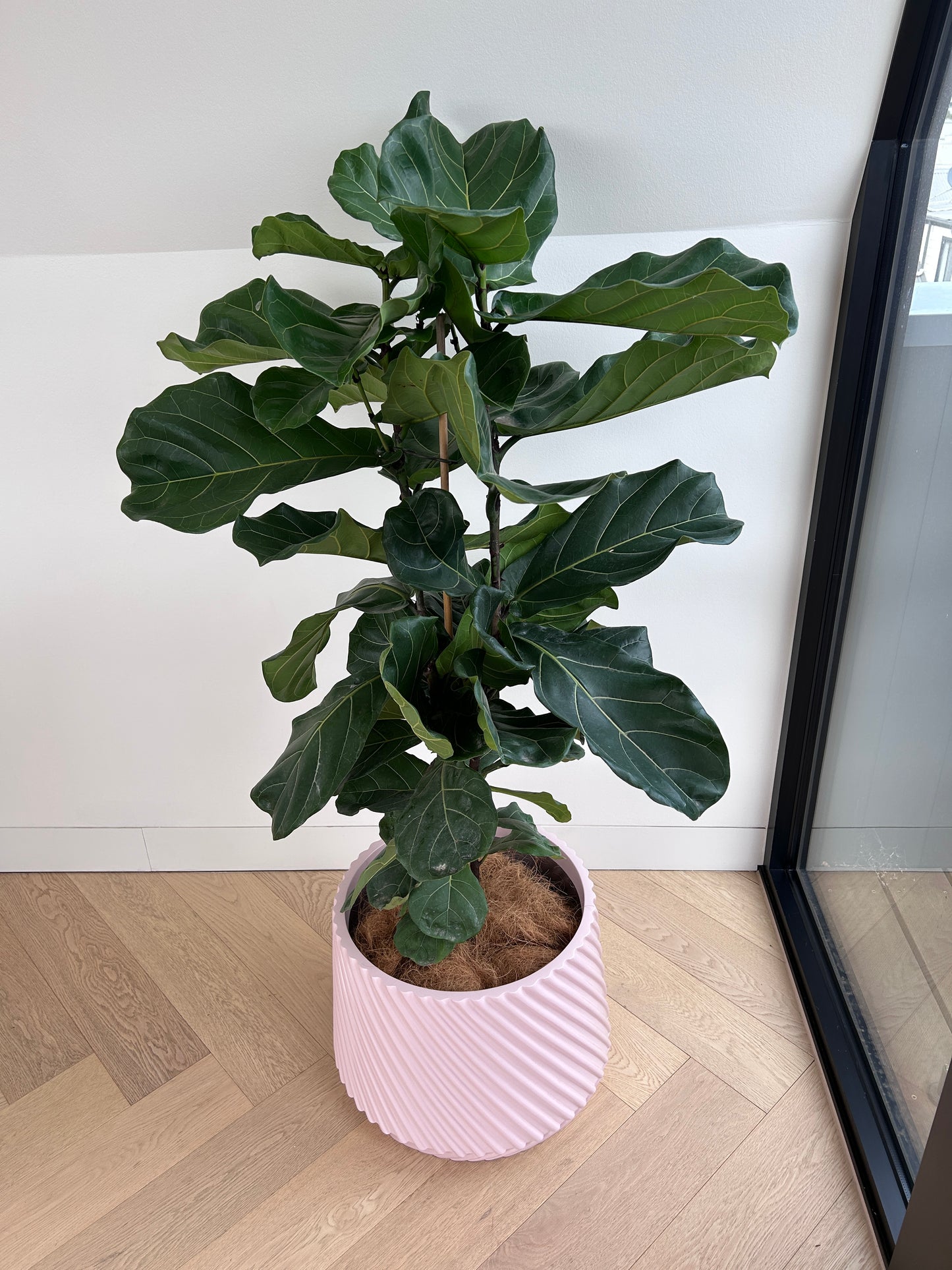 Fiddle leaf fig Ficus Lyrata 30cm in GiGi Blush Pink Fibreglass Pot