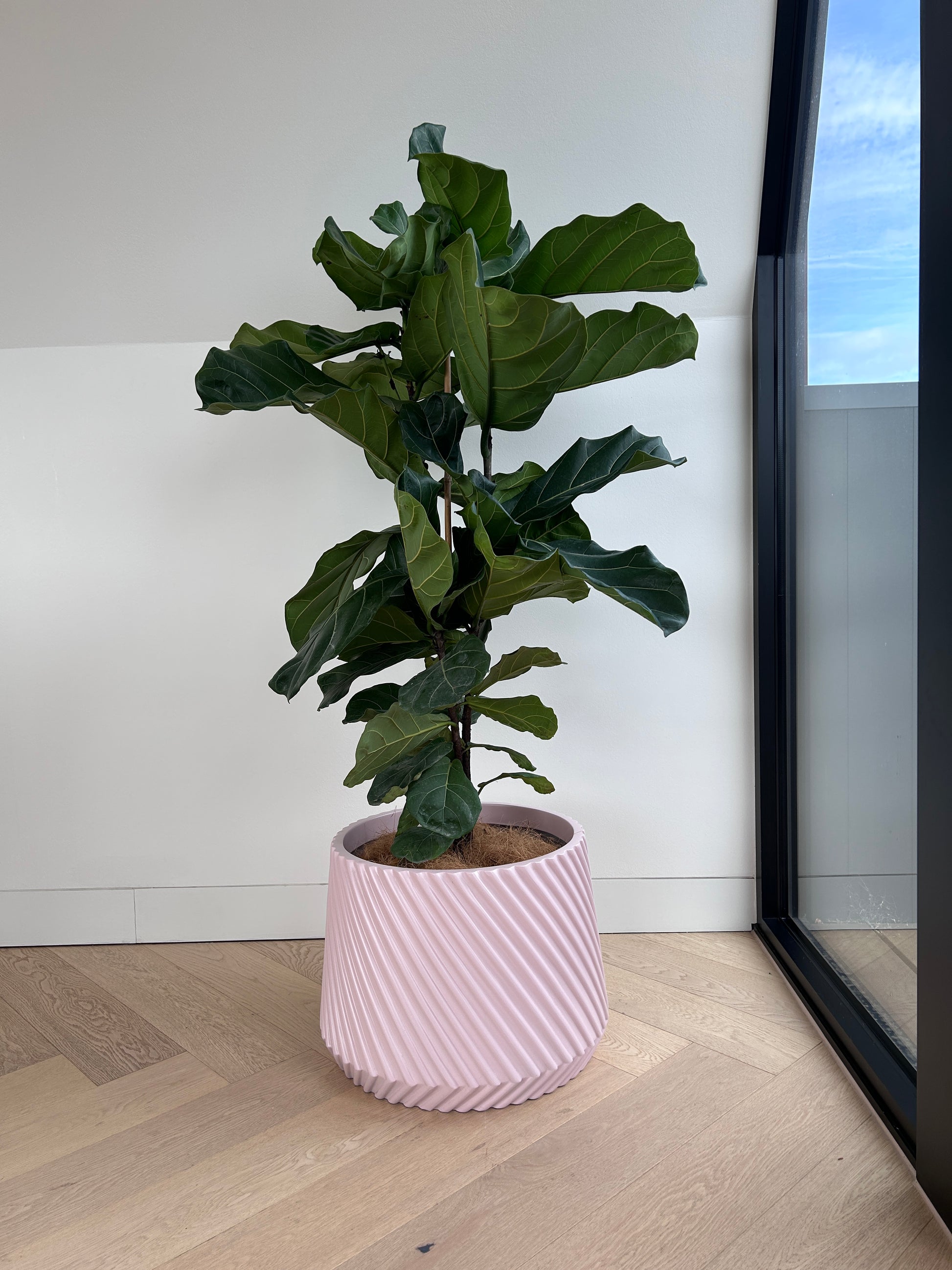 Fiddle leaf fig Ficus Lyrata 30cm in GiGi Blush Pink Fibreglass Pot Statement Indoor Plant