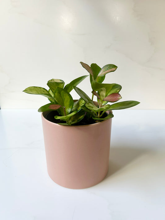 Blush pink ceramic plant pot 12cm with Hoya plant