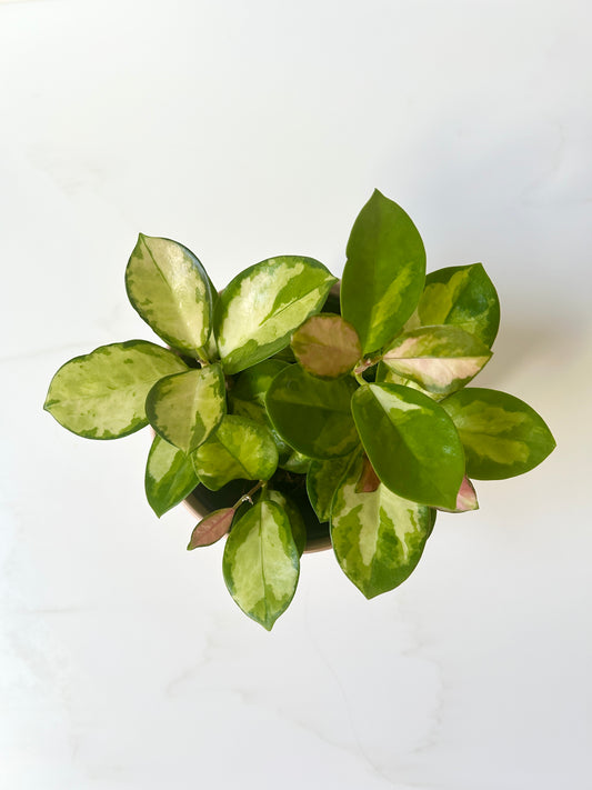 Hoya australis variegata - 12cm pot