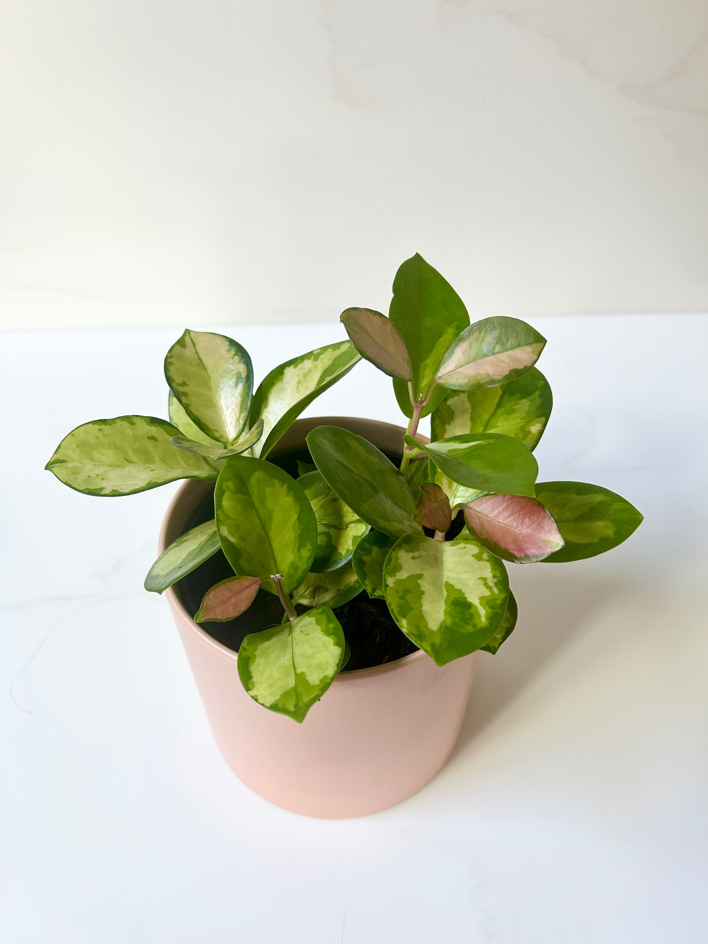 Hoya australis variegata - 12cm pot