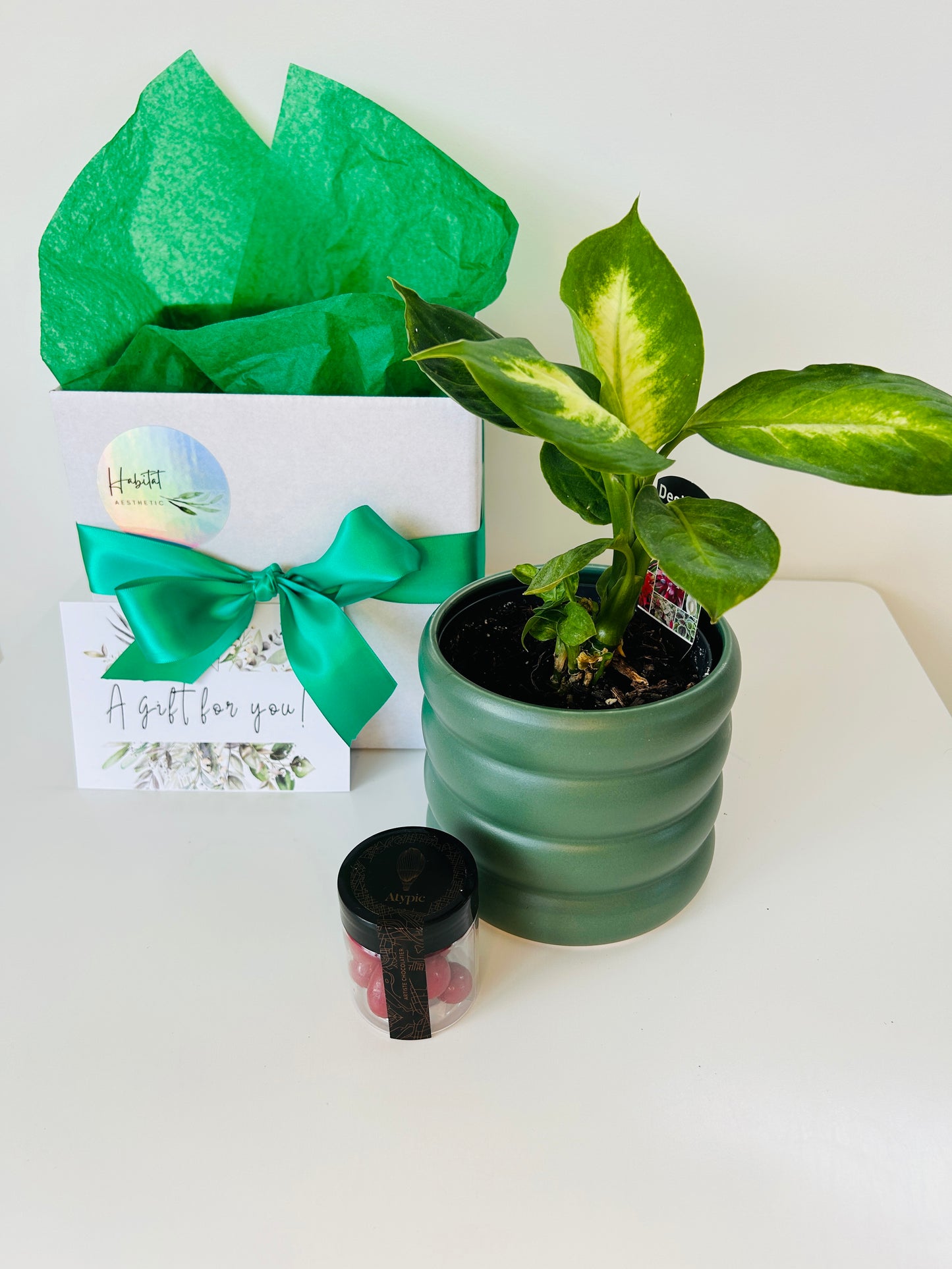 Gift Box of Delight Dieffenbachia Tropic Marianne Plant and Hand Made Artisan Chocolates