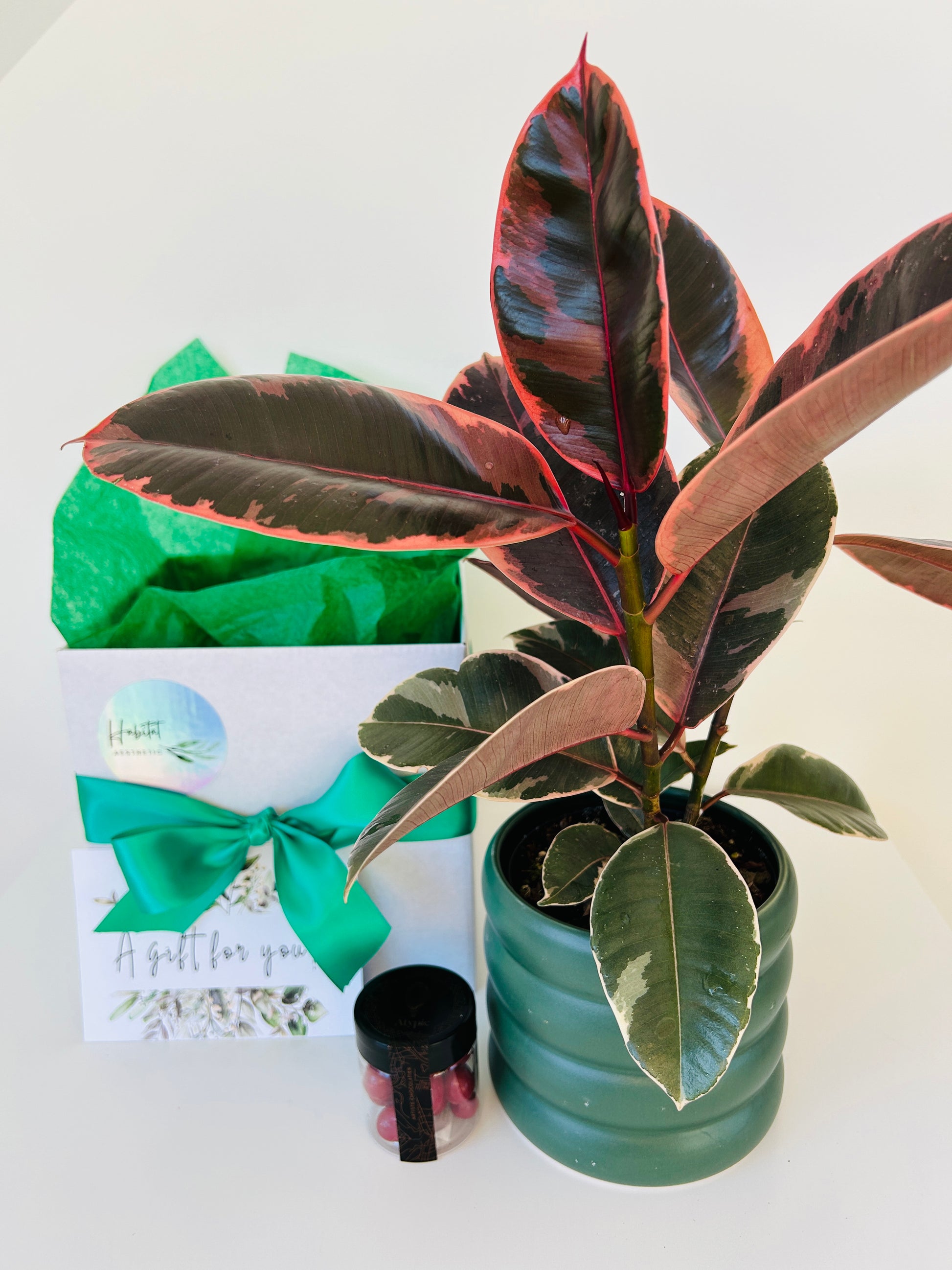 Gift Box of Delight Ficus Elastica Ruby Plant and Hand Made Artisan Chocolates