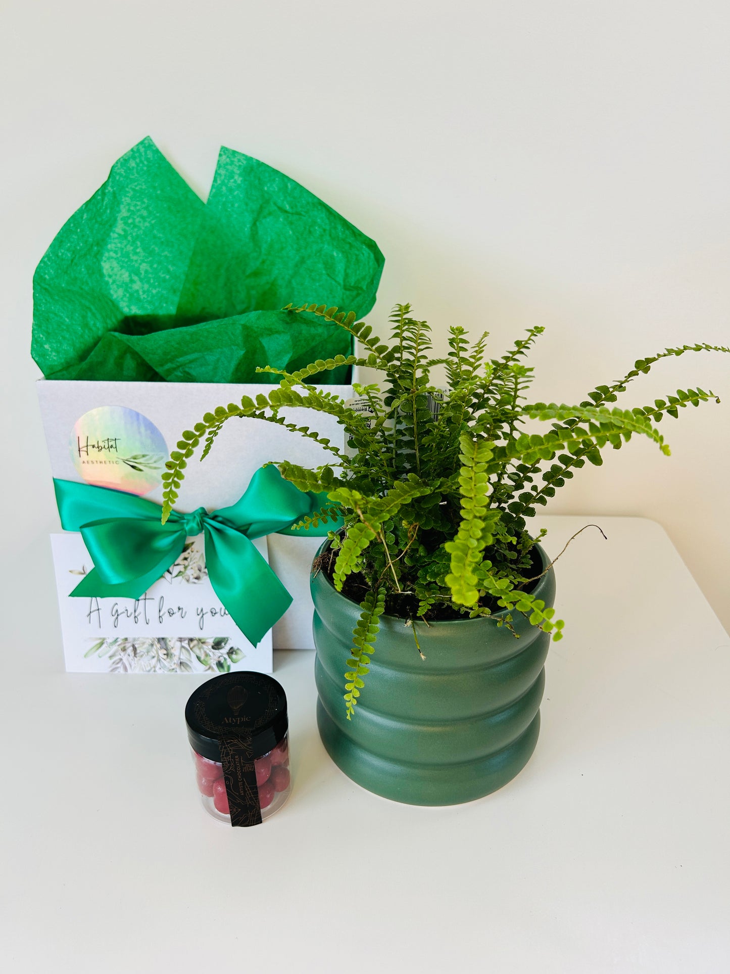 Gift Box of Delight Lemon Button Fern Plant and Hand Made Artisan Chocolates