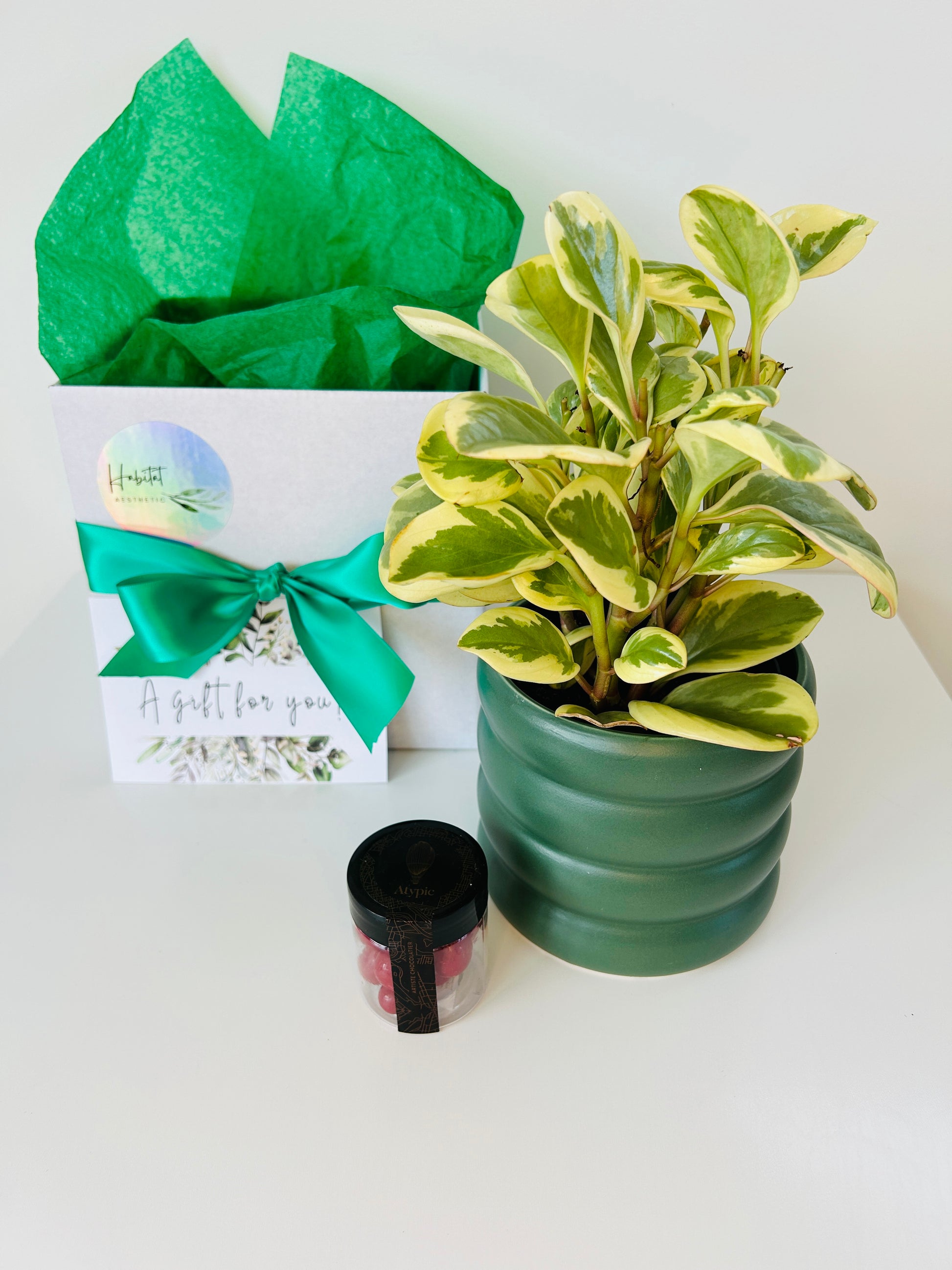 Gift Box of Delight Peperomia Obtipan Bicolour Plant and Hand Made Artisan Chocolates