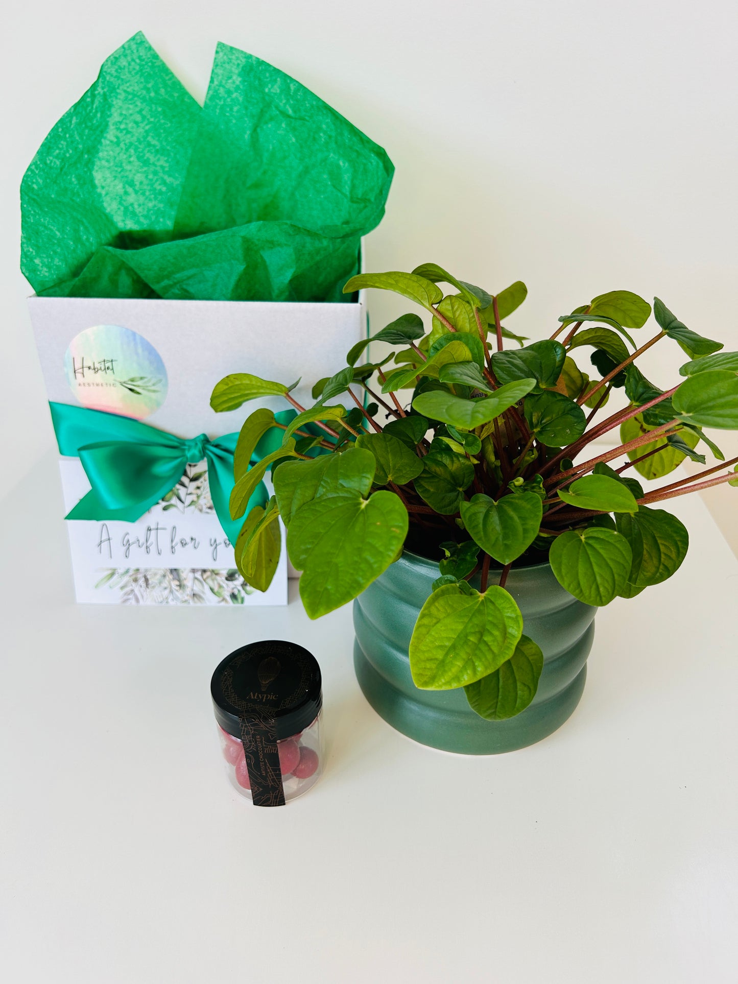 Gift Box of Delight Peperomia Rana Verde Plant and Hand Made Artisan Chocolates