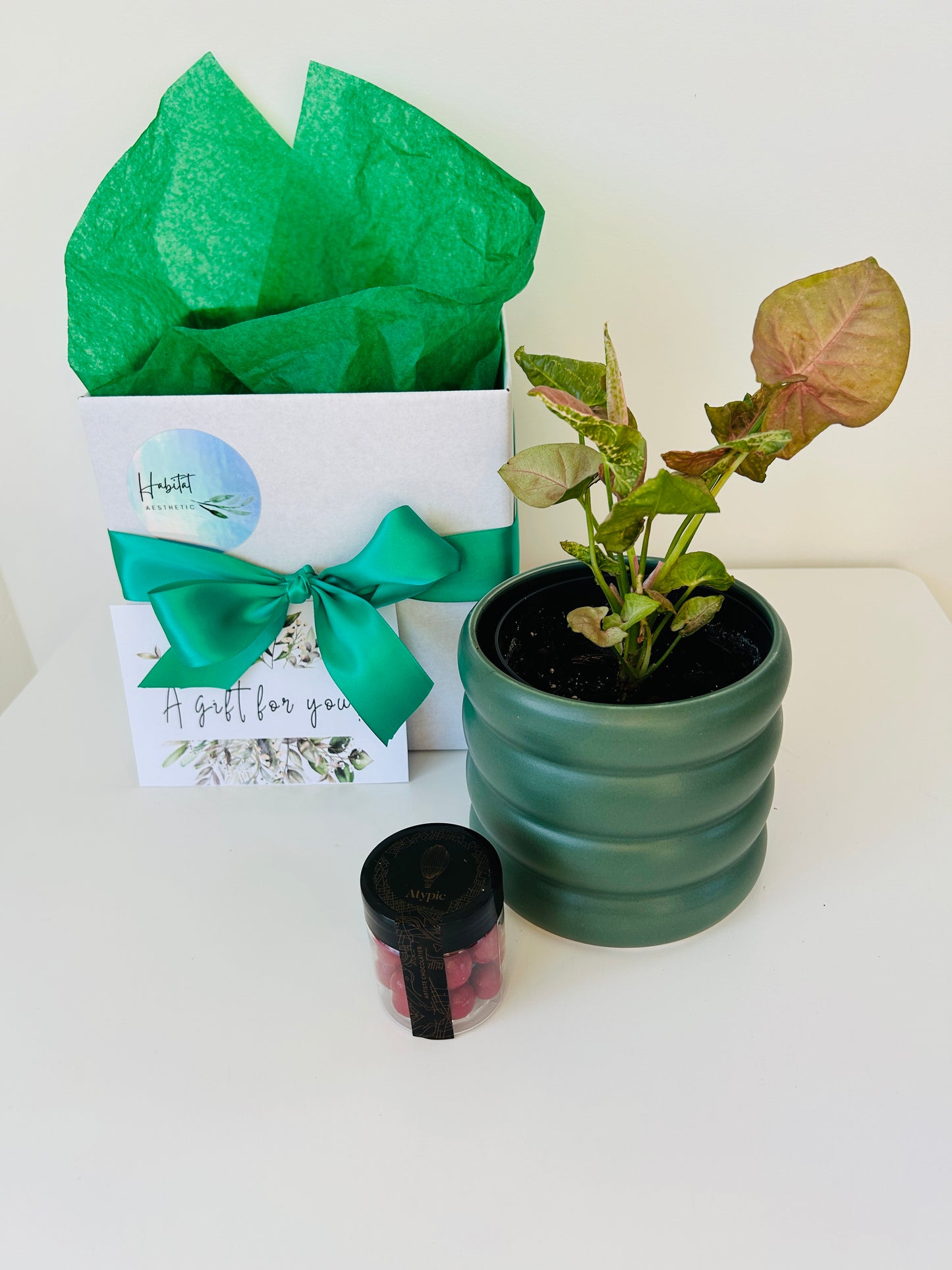 Gift Box of Delight Pink Syngonium Neon Plant and Hand Made Artisan Chocolates