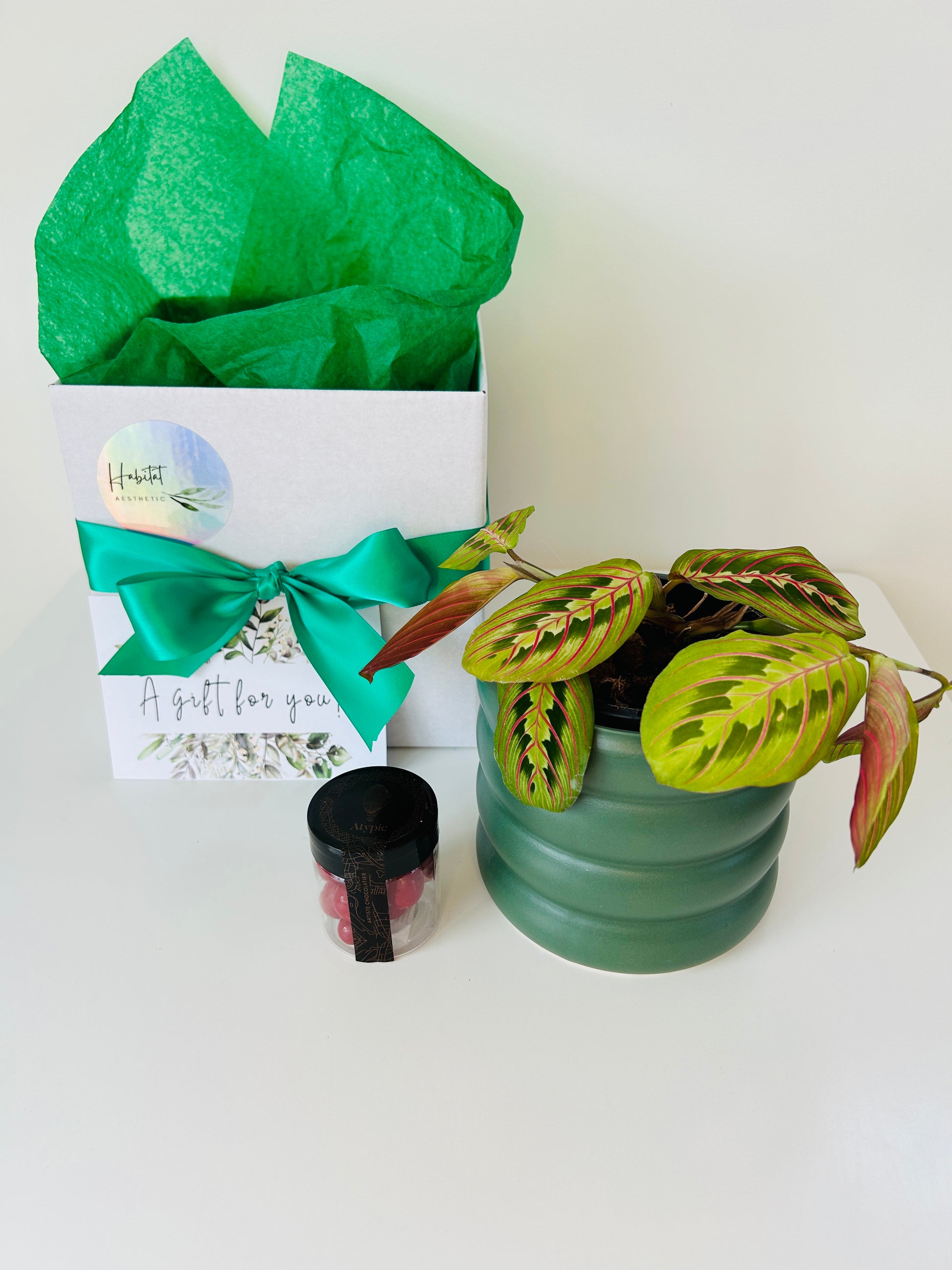 Gift Box of Delight Prayer Plant and Hand Made Artisan Chocolates