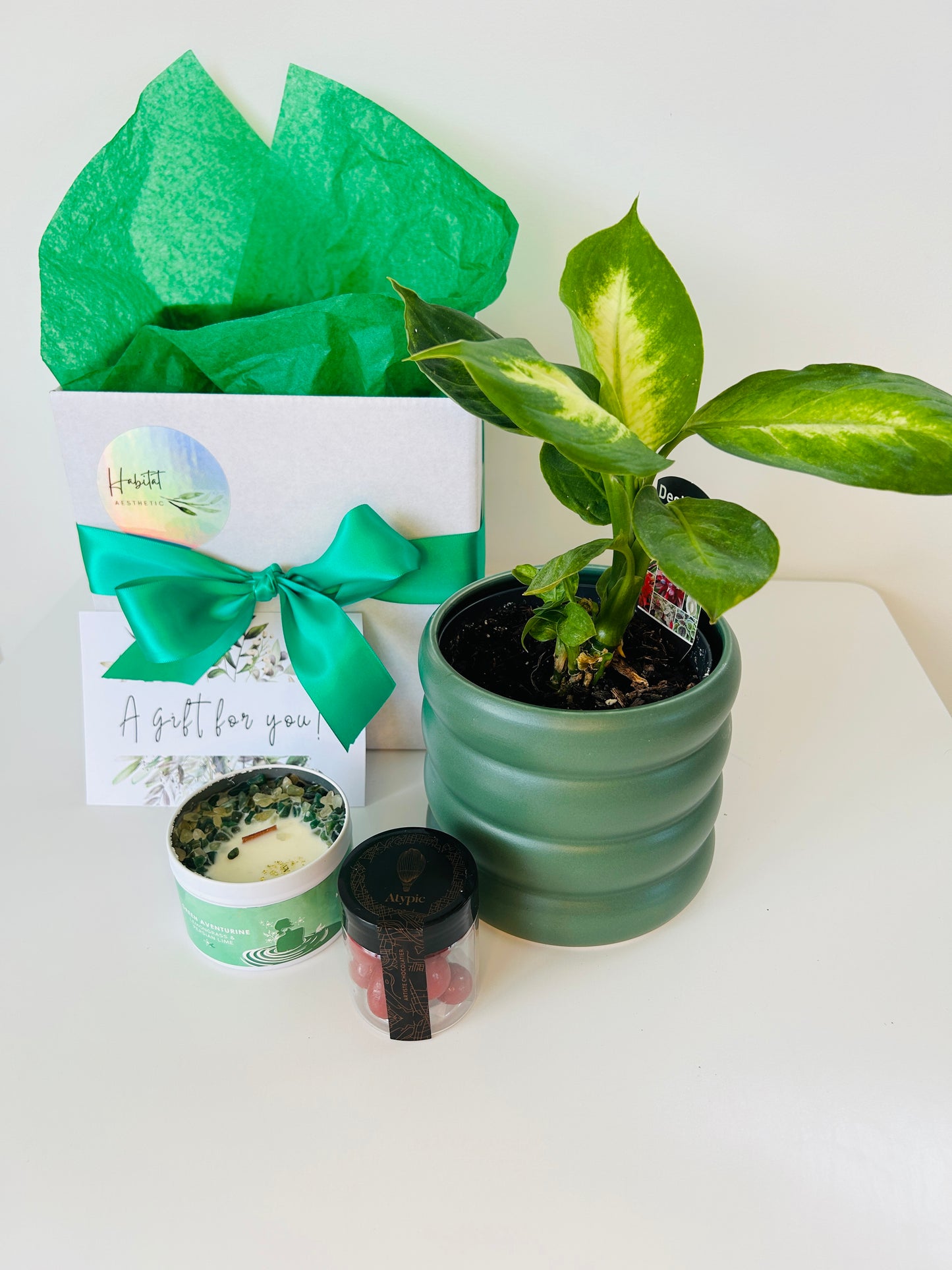 Plant Lovers Gift Box of Joy Dieffenbachia Tropic Marianne Chocolates and Soy Wax Candle