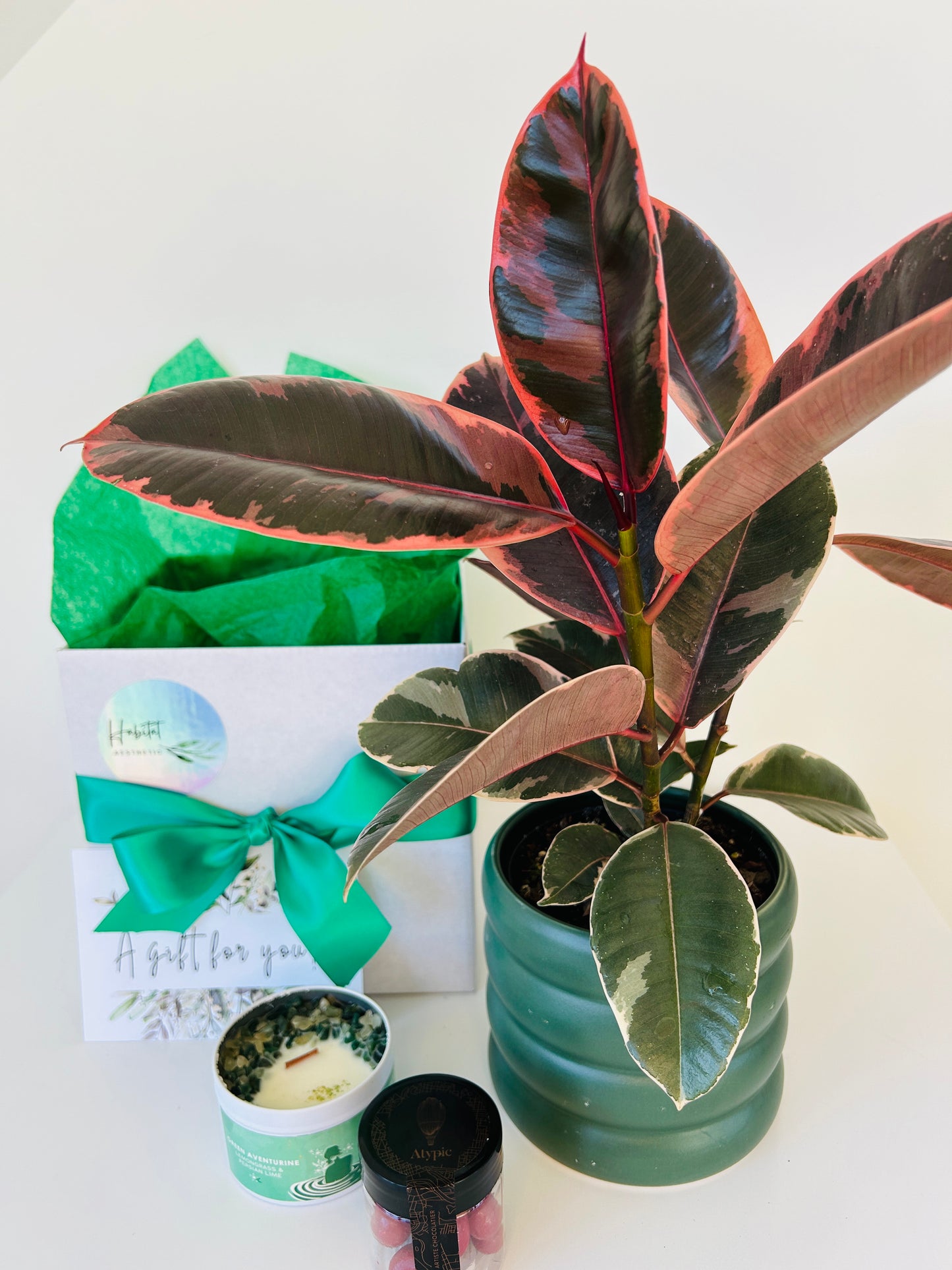 Plant Lovers Gift Box of Joy Ficus Elastica Ruby Plant Chocolates and Soy Wax Candle