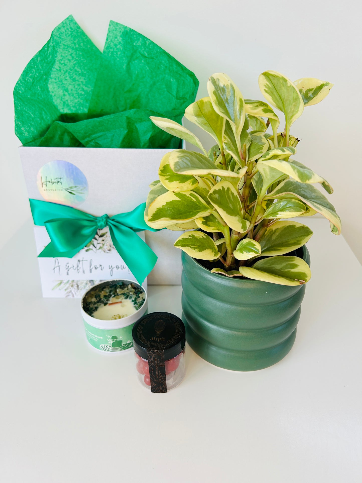 Plant Lovers Gift Box of Joy Peperomia Obitpan Bicolour Plant Chocolates and Soy Wax Candle