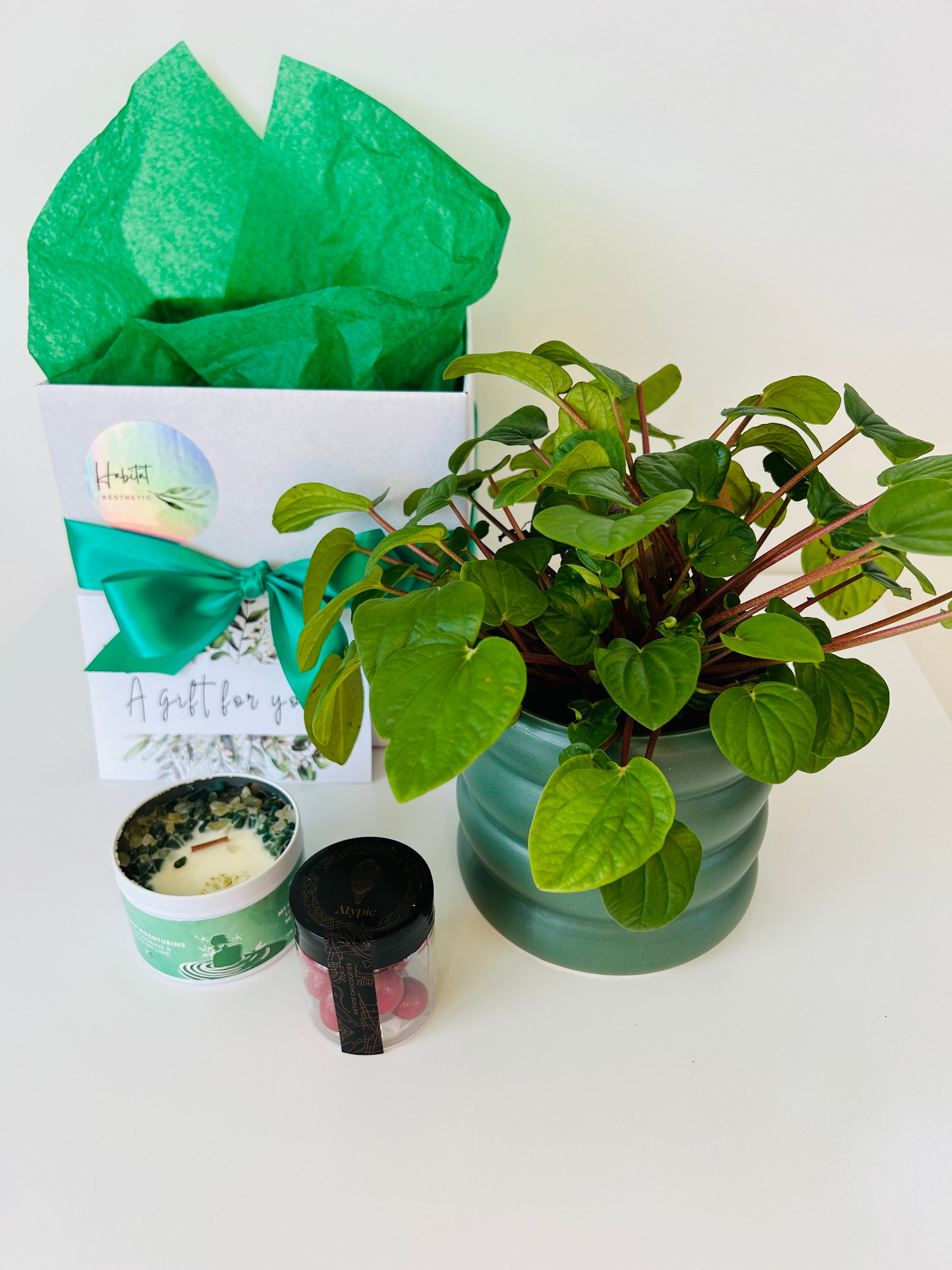 Plant Lovers Gift Box of Joy Peperomia Rana Verde Plant Chocolates and Soy Wax Candle