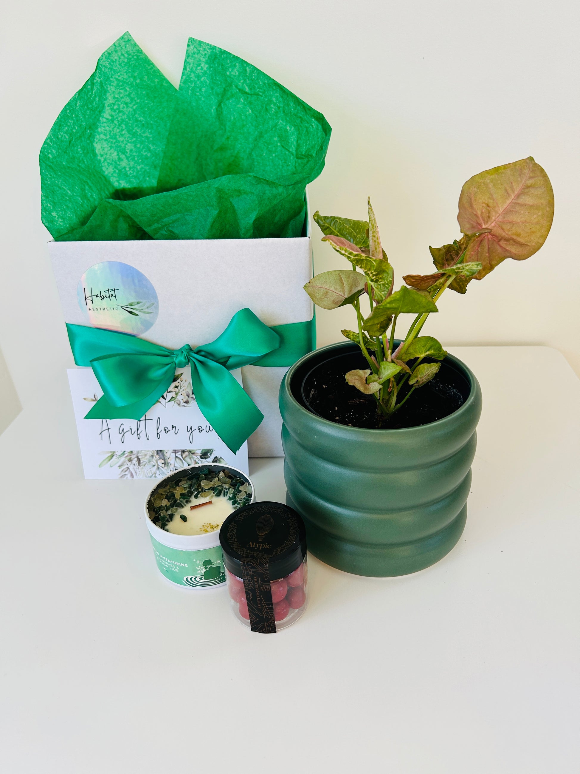 Plant Lovers Gift Box of Joy Pink Syngonium Neon Plant Chocolates and Soy Wax Candle