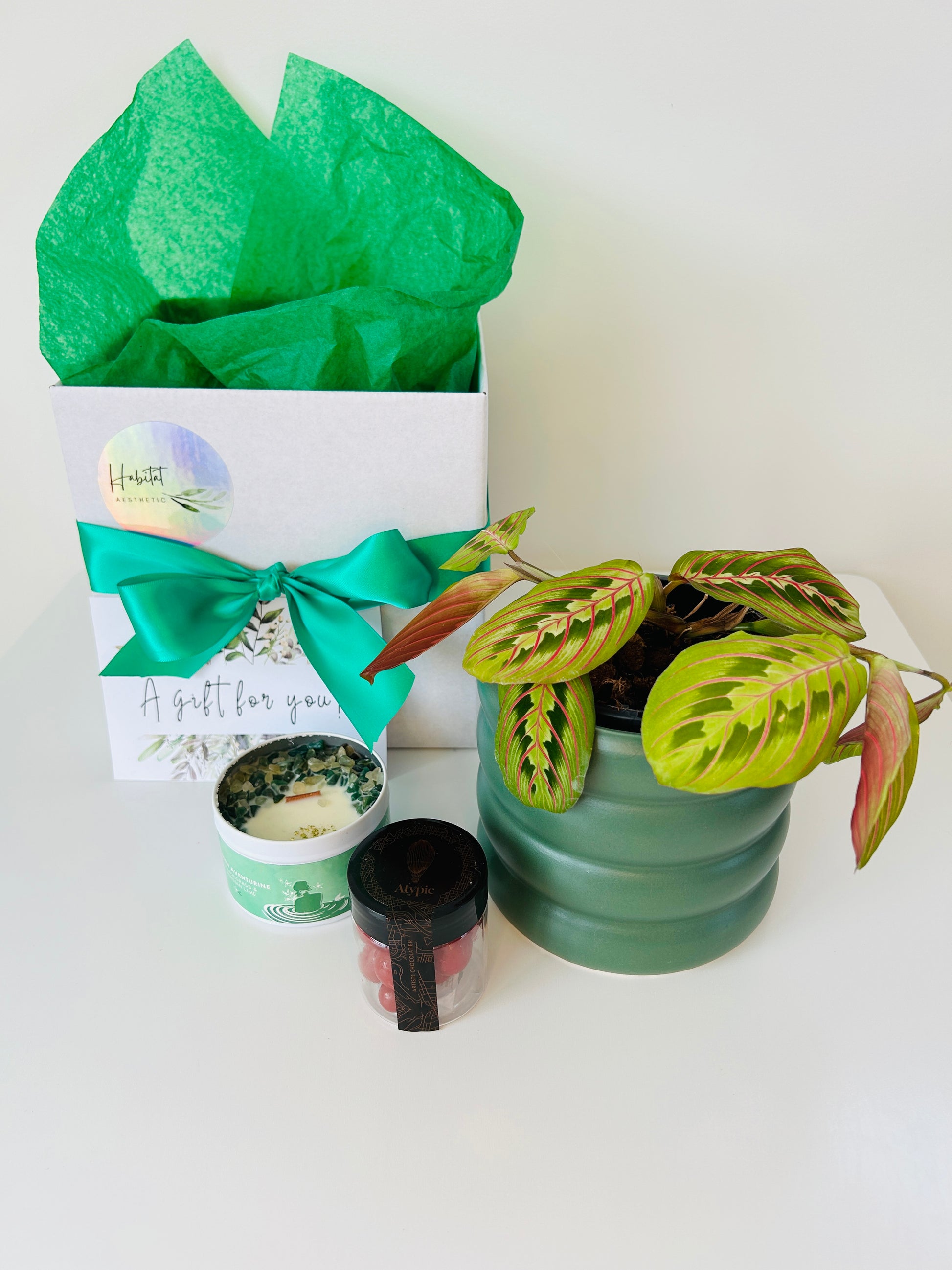 Plant Lovers Gift Box of Joy Prayer Plant Chocolates and Soy Wax Candle