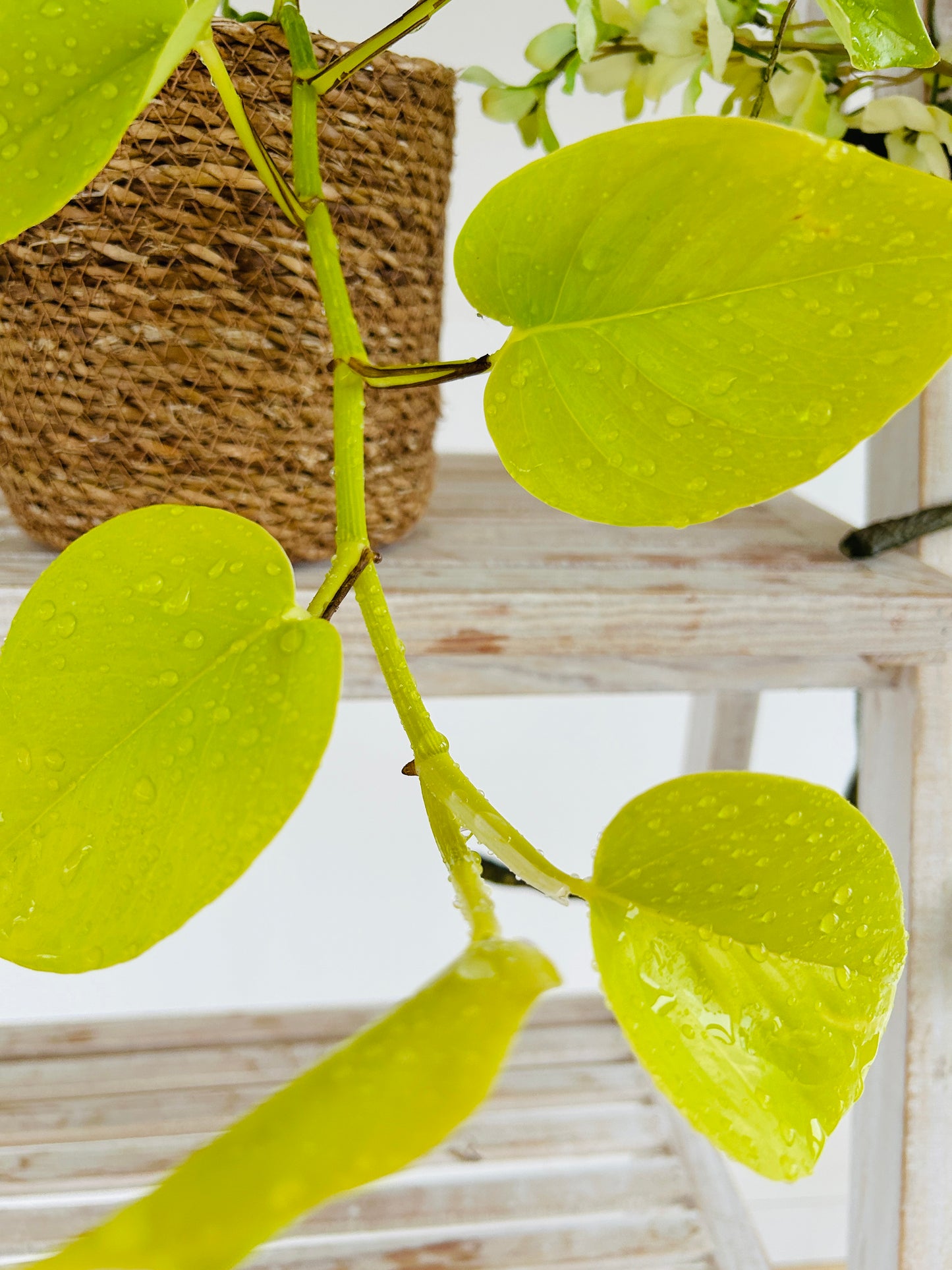 Golden Pothos Indoor Trailing Plant 12cm Pot